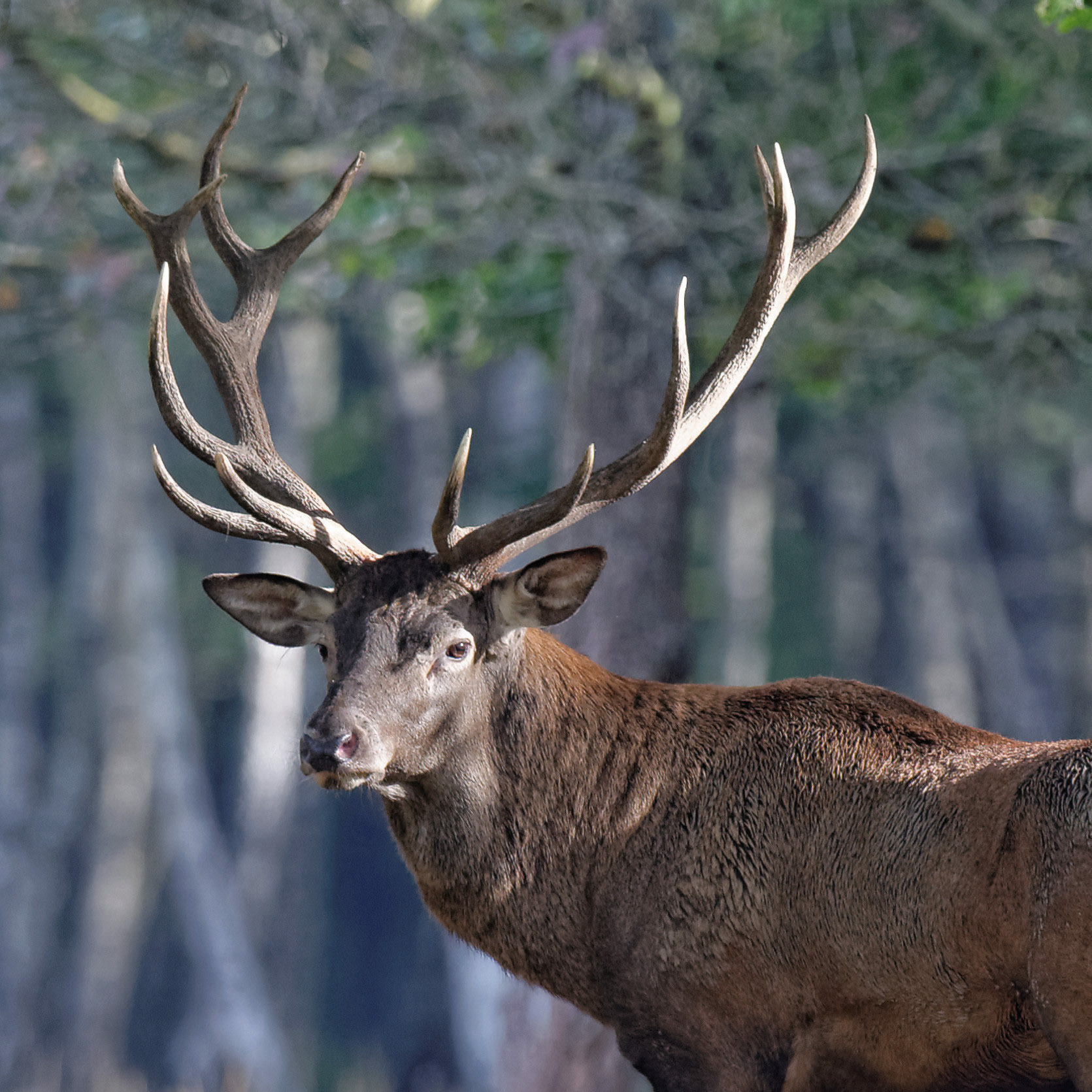 Thierry Ladreyt  Photographe  Brame du Cerf en forêt de Rambouillet