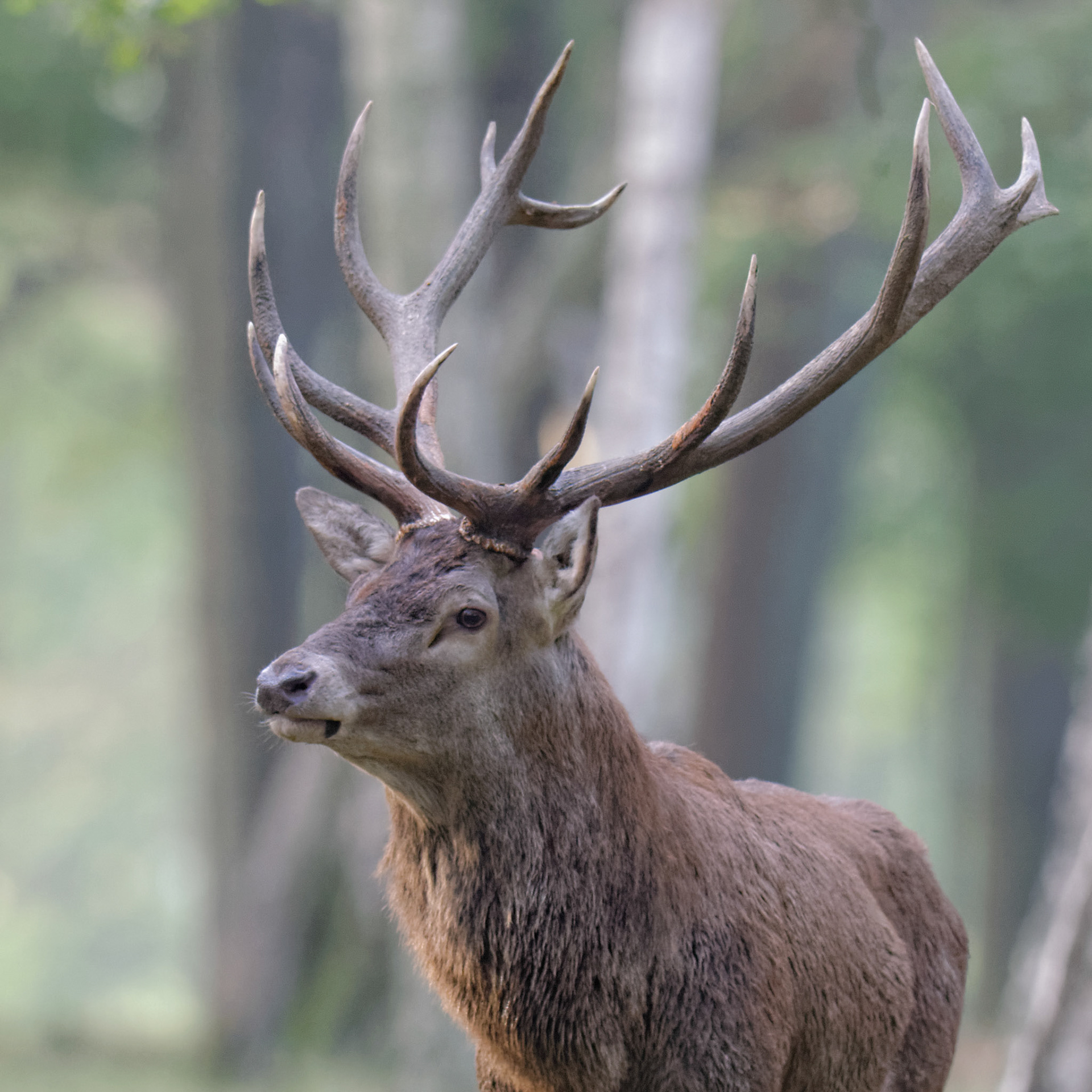 Thierry Ladreyt  Photographe  Brame du Cerf en forêt de Rambouillet