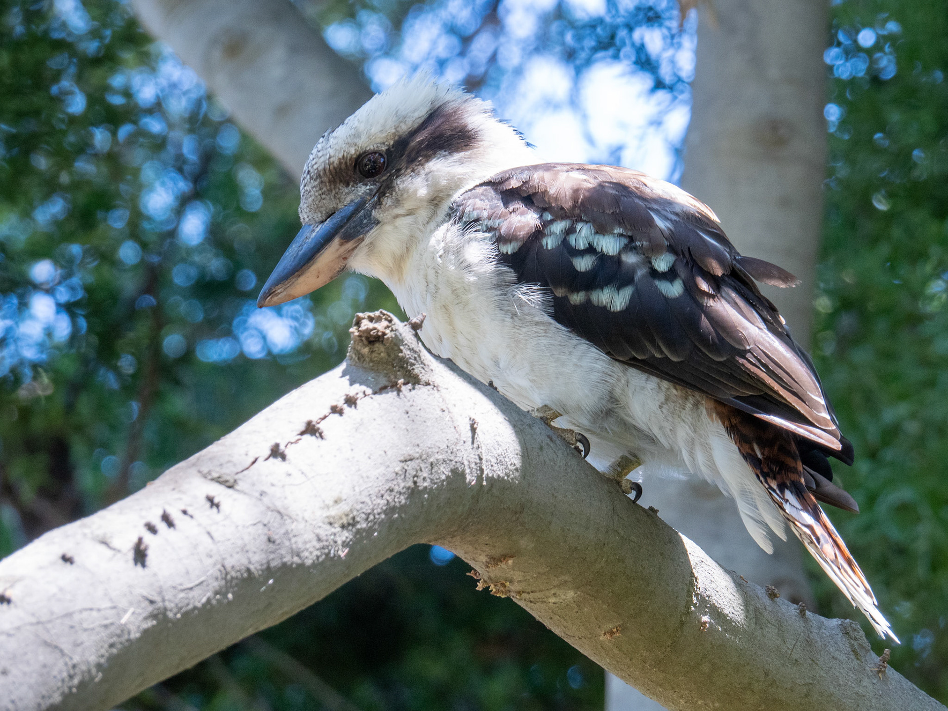 Laughing Kookaburra (Dacelo novaeguineae)