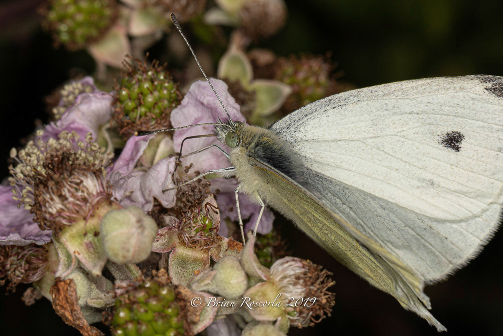 The large cabbage White butterfly