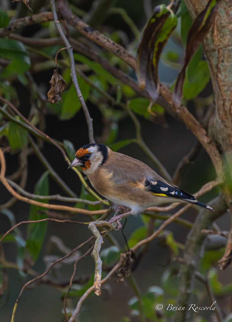 Goldfinch sitting on a branch