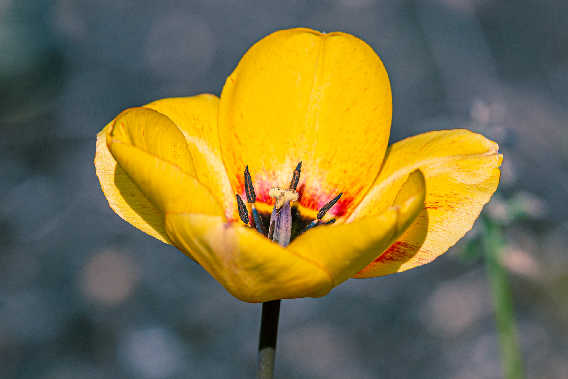 Tulipe du jardin