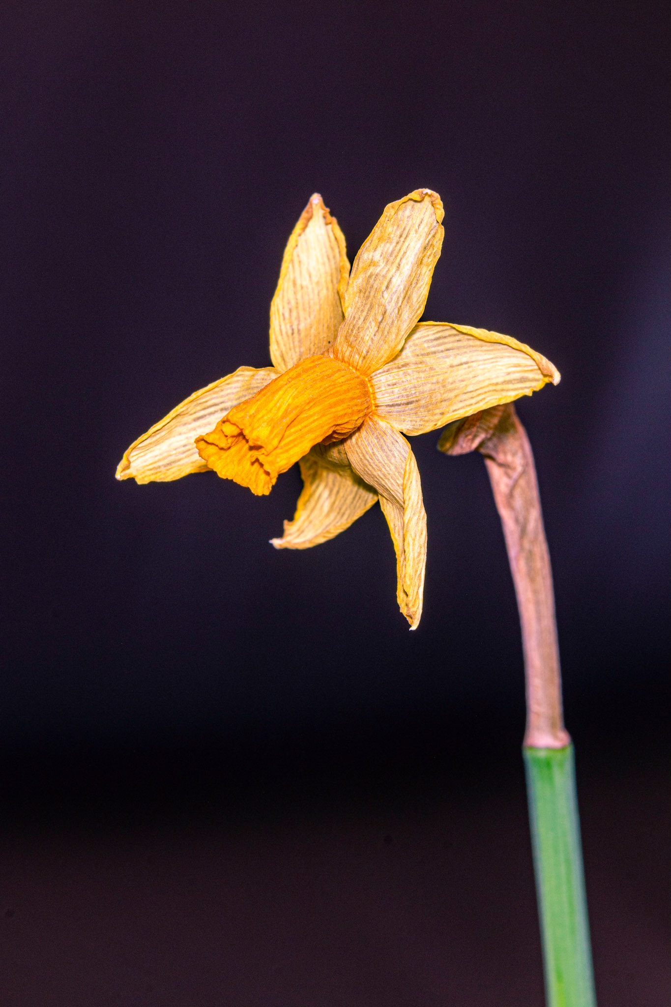 Narcisse jaune