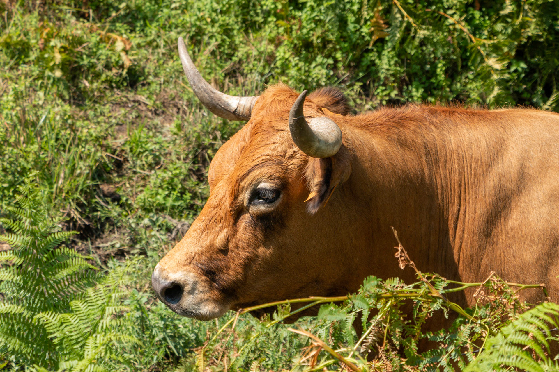Vache Corse, Filitosa (Corse)