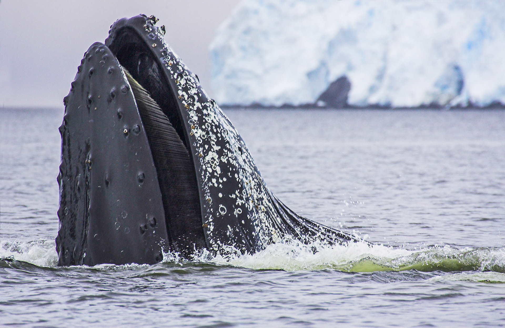 Humpback lunge feeding, Graham Passage, Antarctic Peninsular