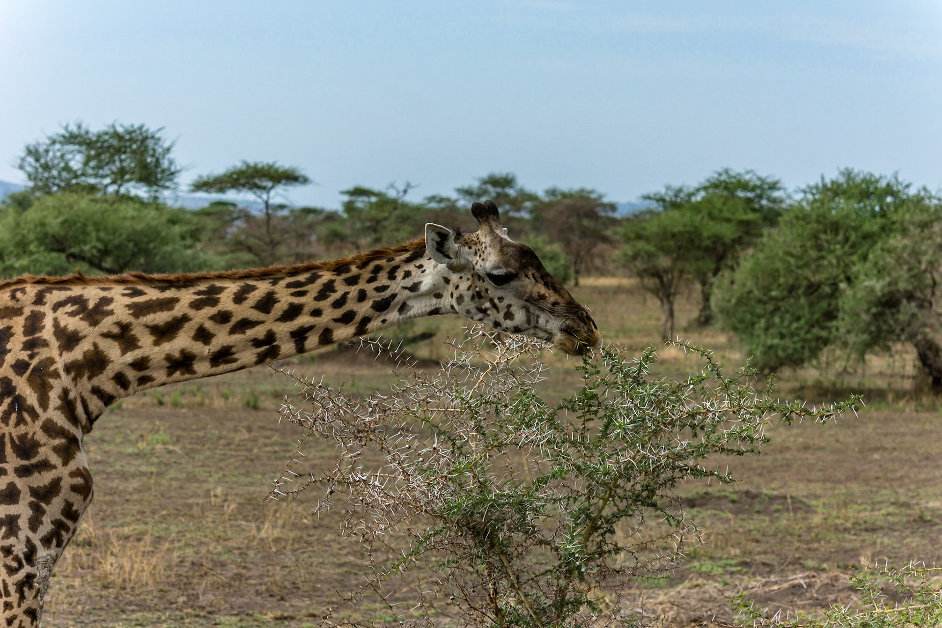 Yep, that prickly stuff again!