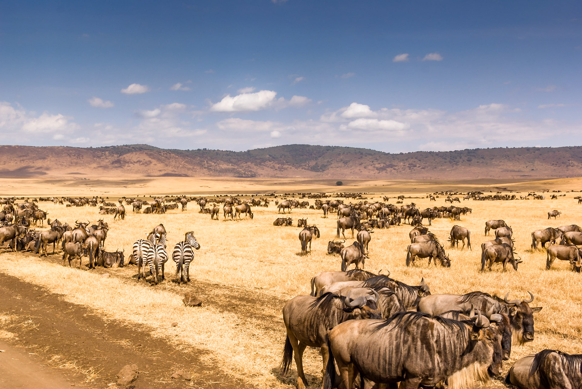 Wildebeest & Zebras in all directions in this part of the Crater