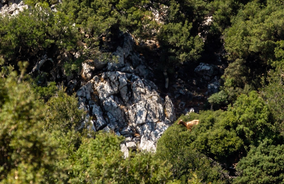 Yes, that is a goat up a tree - apparently quite common here!