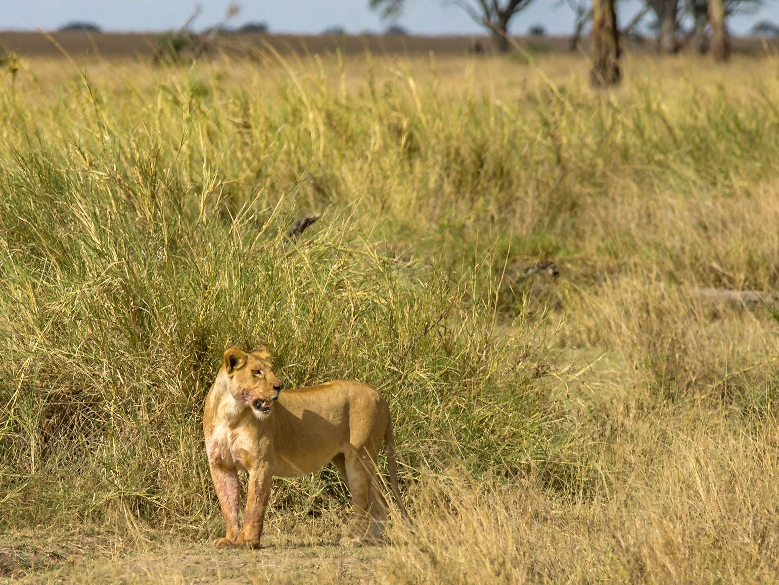 Beautiful Pose from this lioness