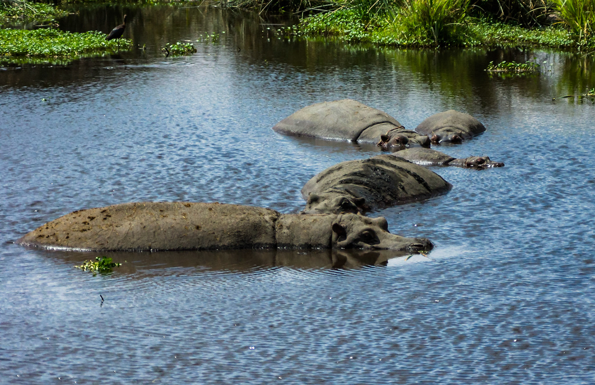 Hippos, Ngorogoro Crater, Tanzania