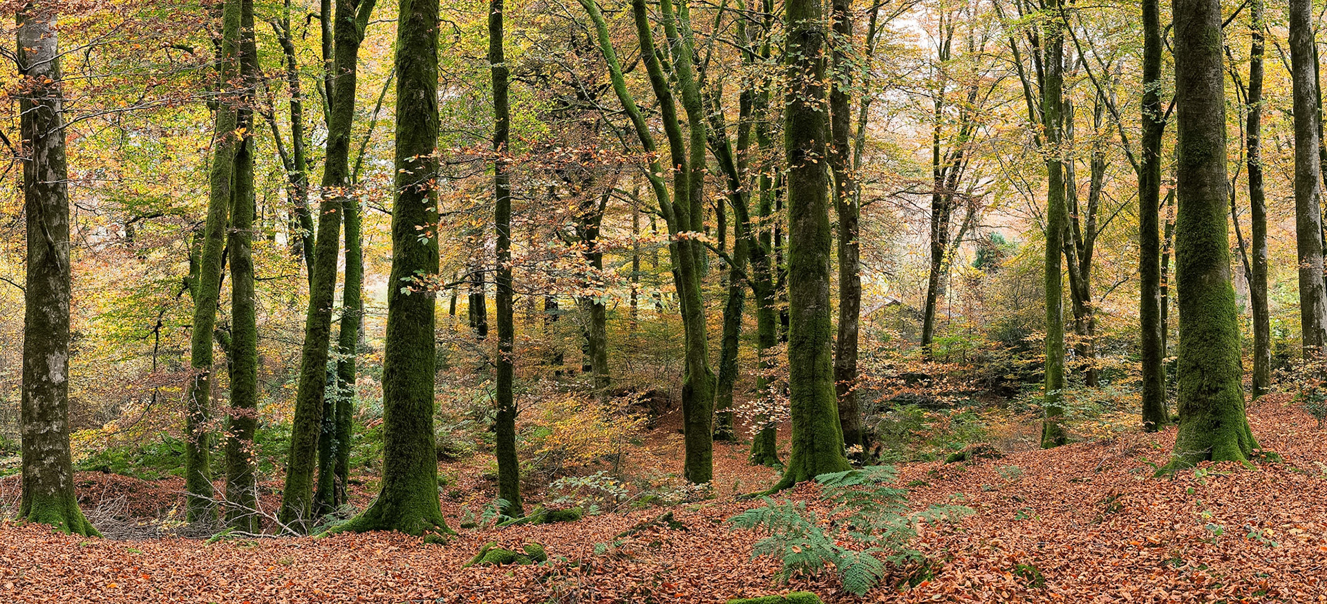 Autumnal Dartmoor woodland