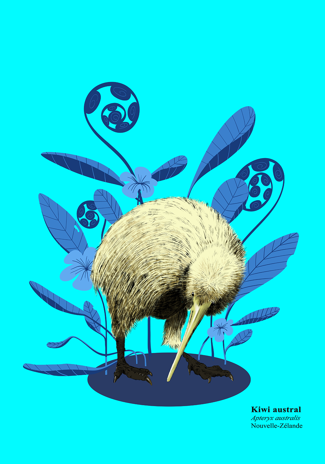 illustration kiwi austral avec plantes dans le fond