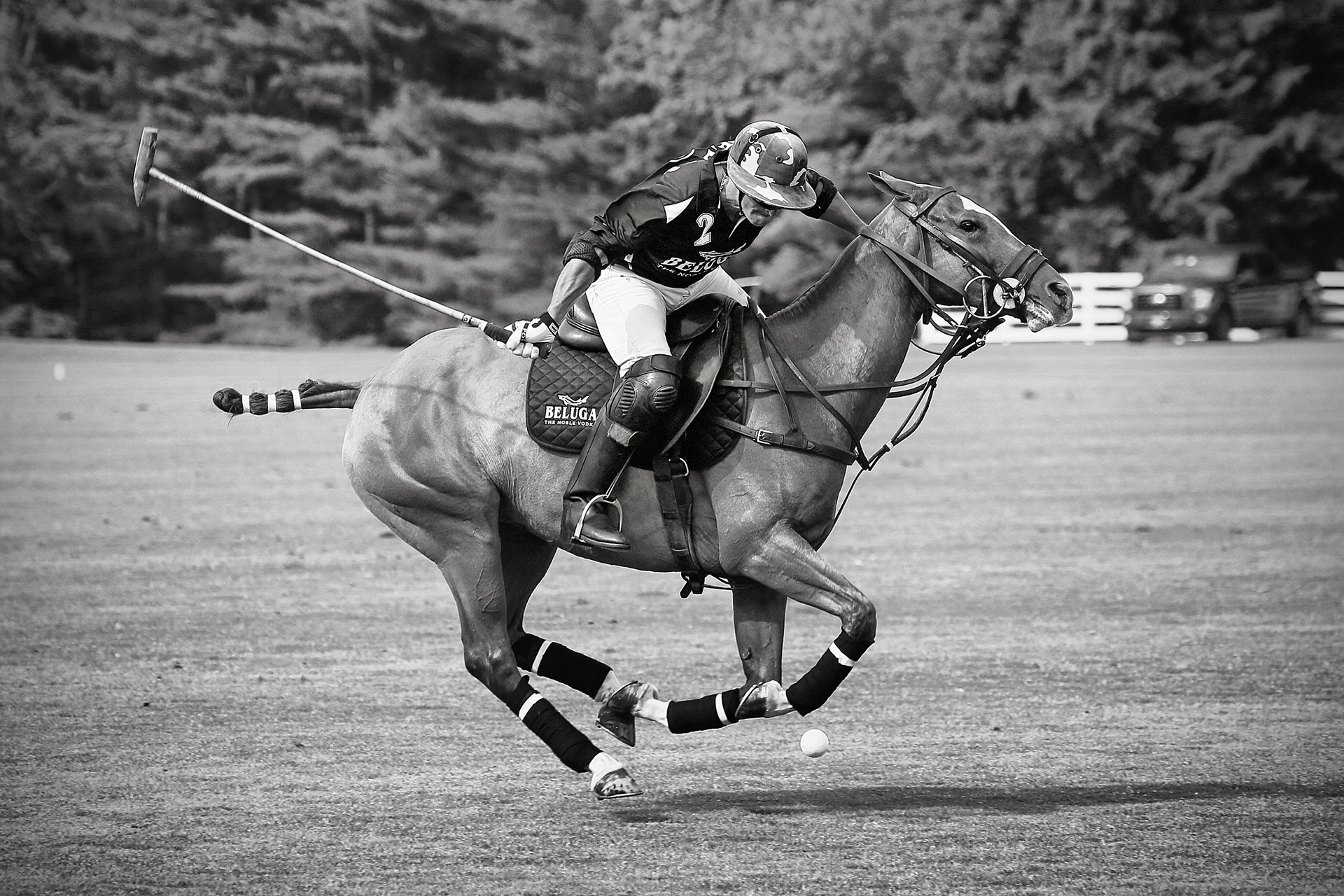 Polo Action