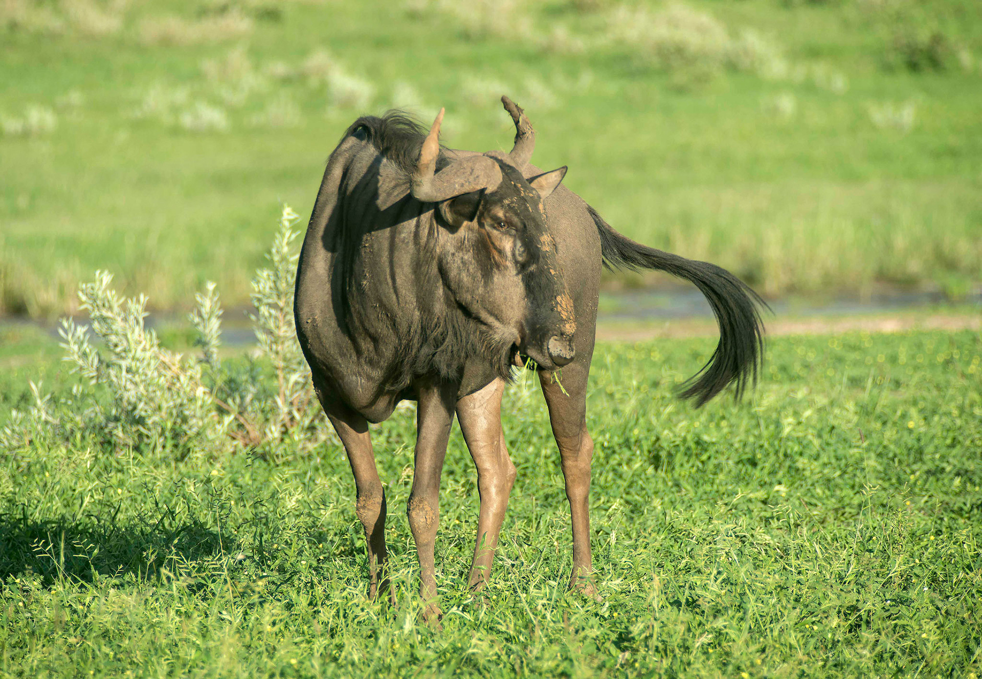 Blue Wildebeest
