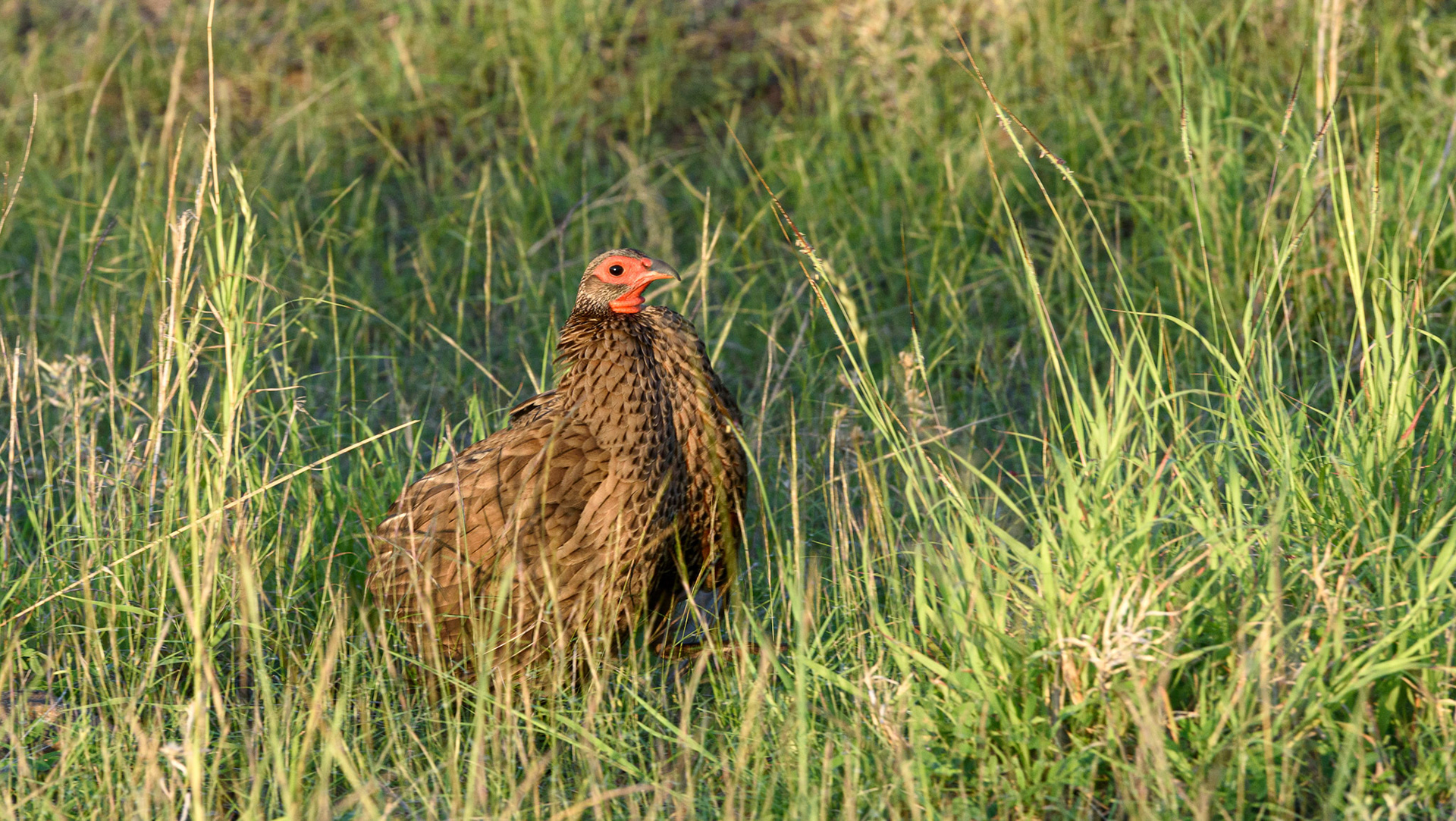 Swainson's Spurfowl