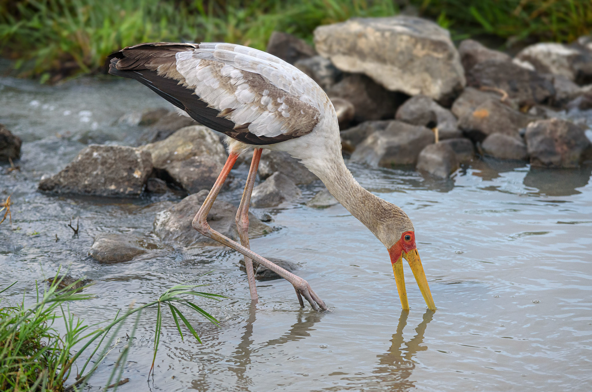 Yellow-billed Stork