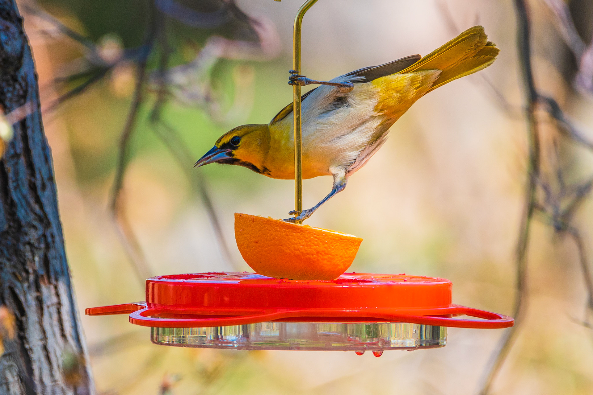 Bullock’s oriole