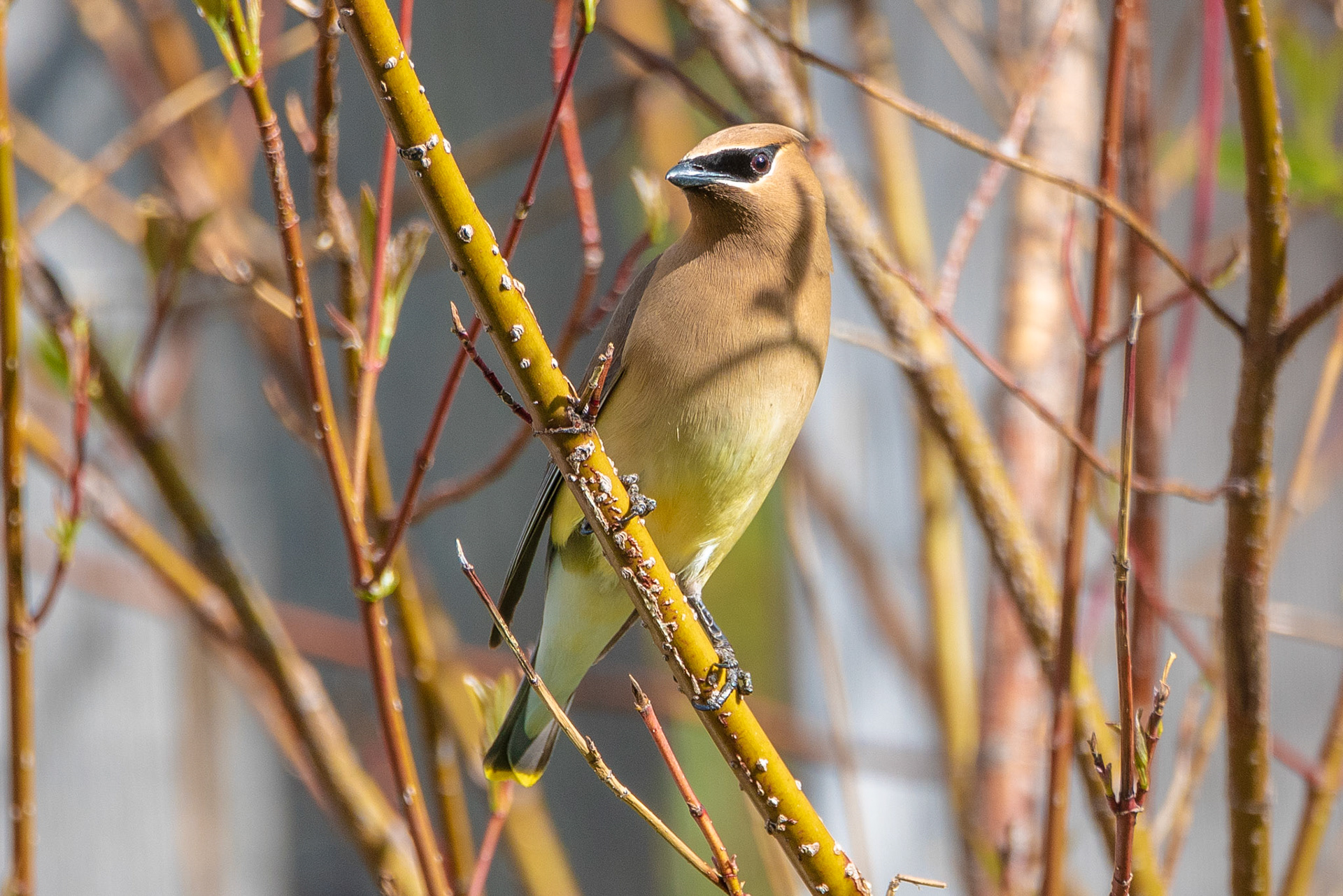 Cedar waxwing