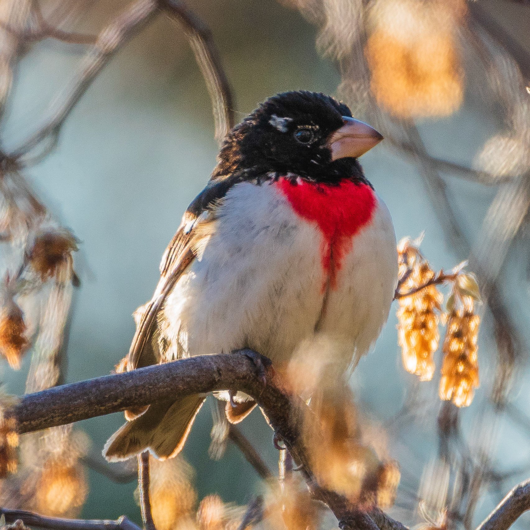 Rose-breasted grosbeak