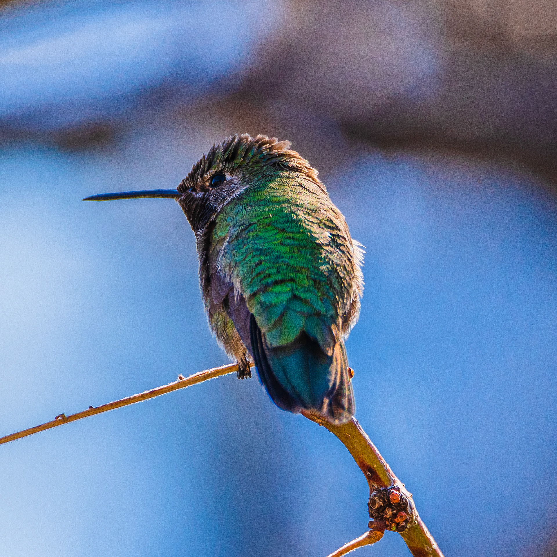 Broad-tailed hummingbird