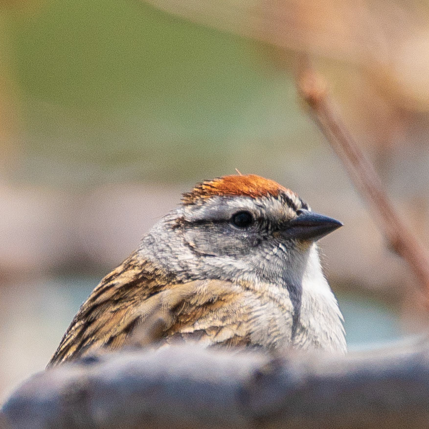 Chipping sparrow