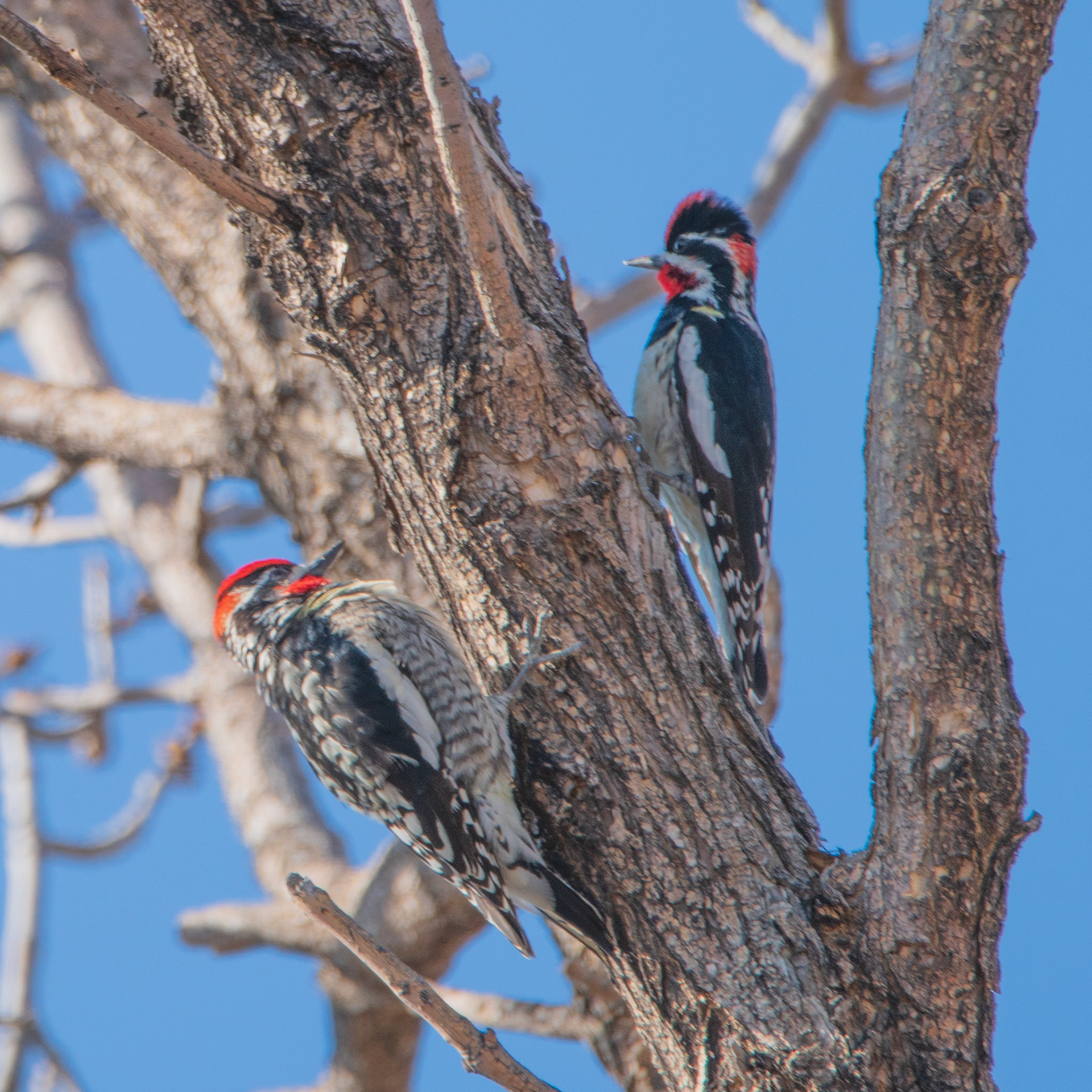 Red-naped sapsuckers