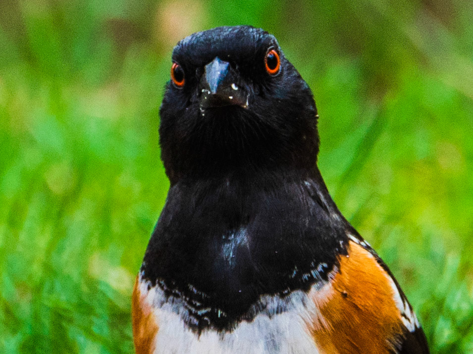 Spotted Towhee