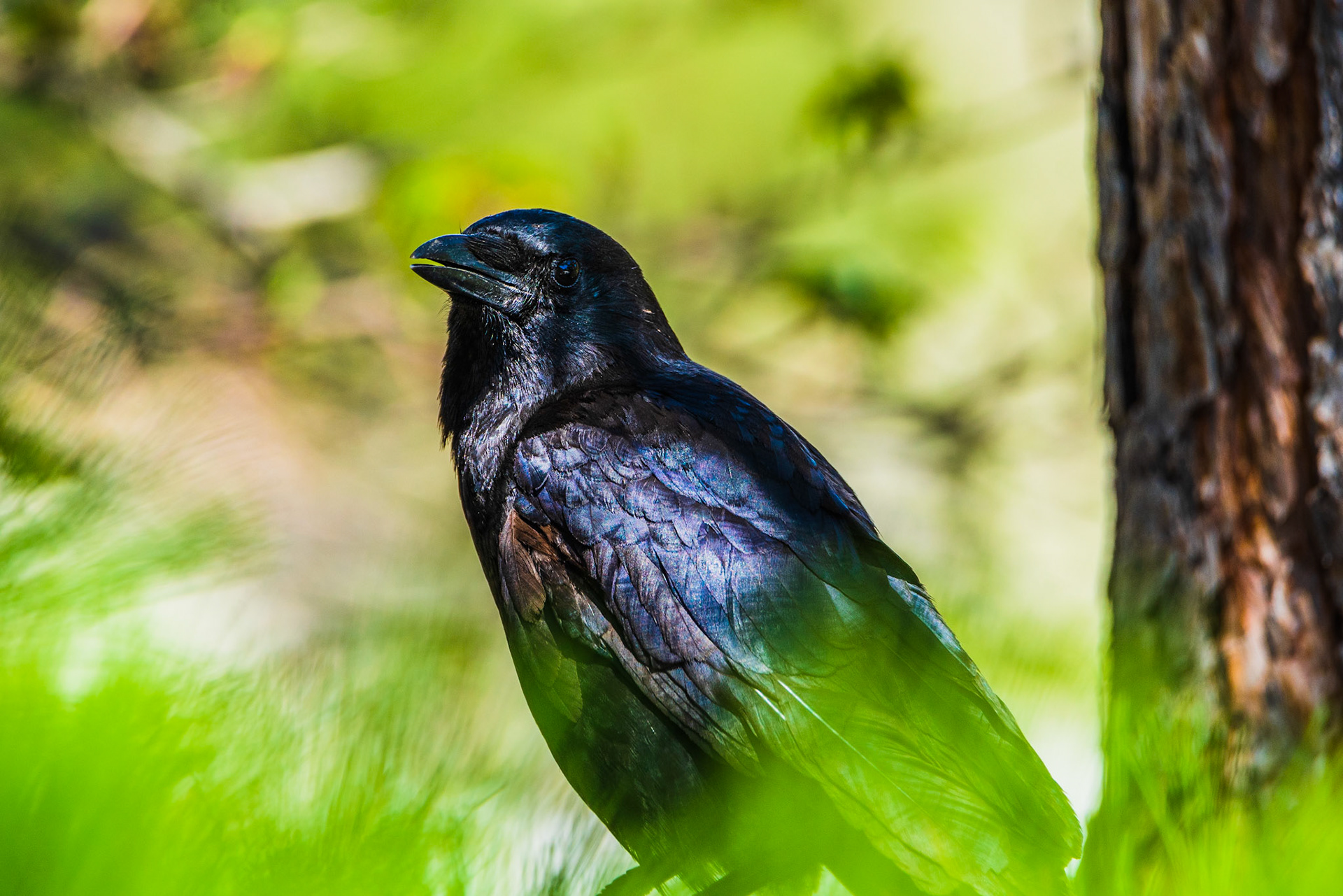 American crow