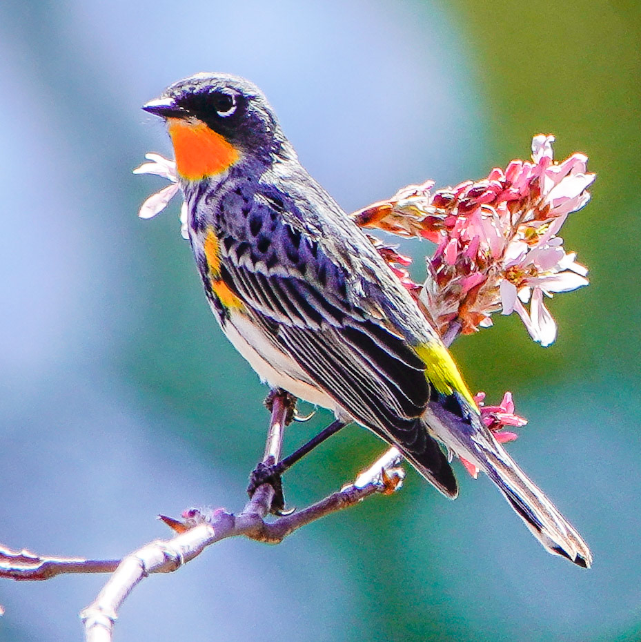 Yellow-rumped Warbler 