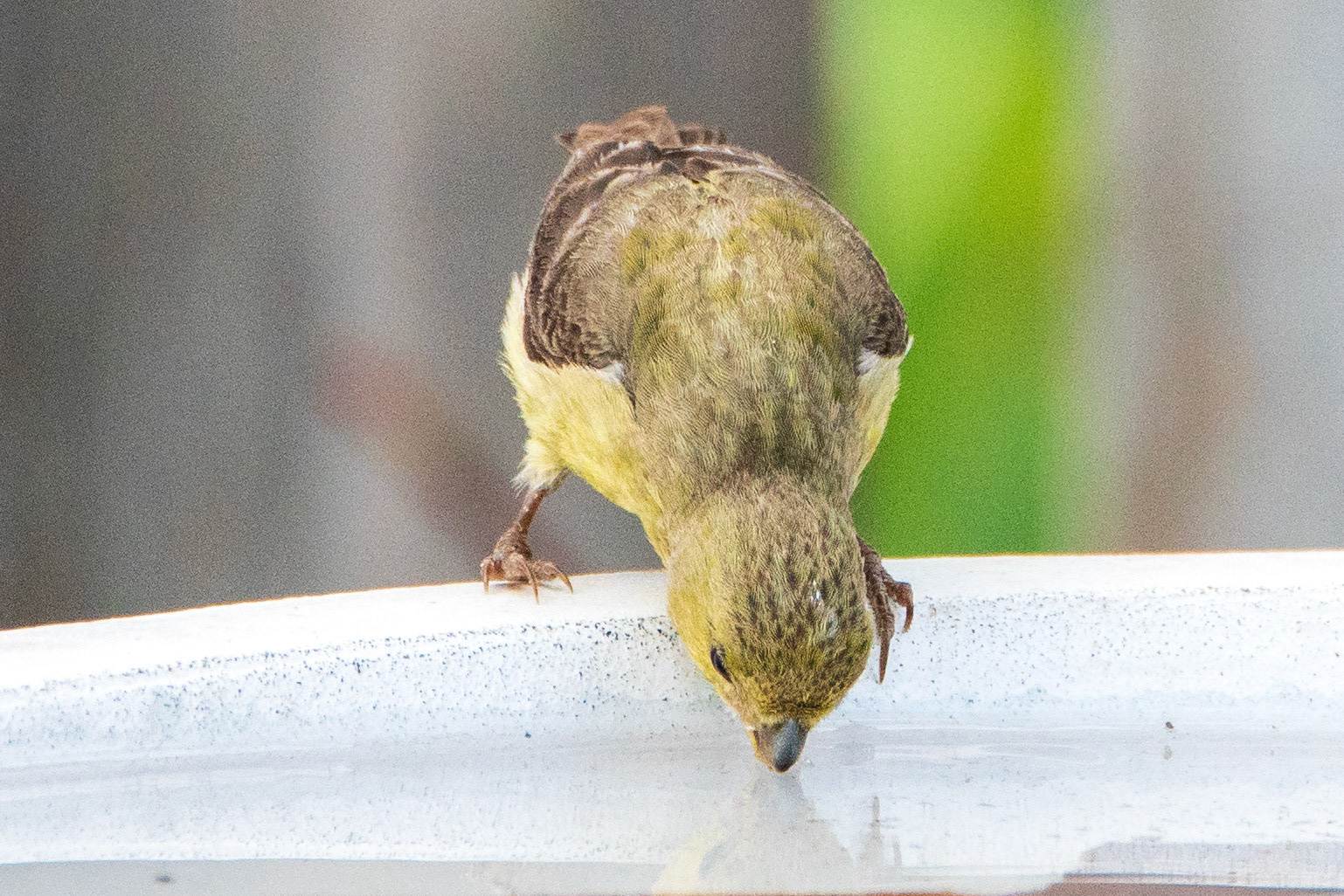Female Lesser Goldfinch