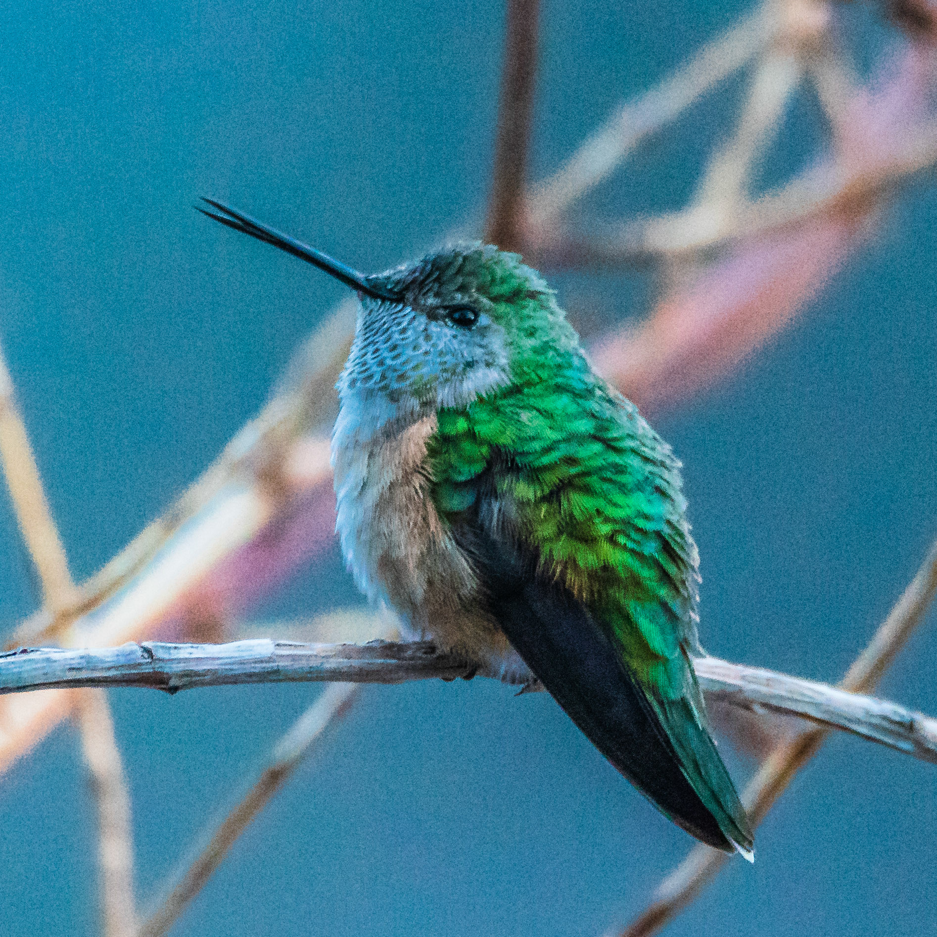 Female Broad-tailed Hummingbird