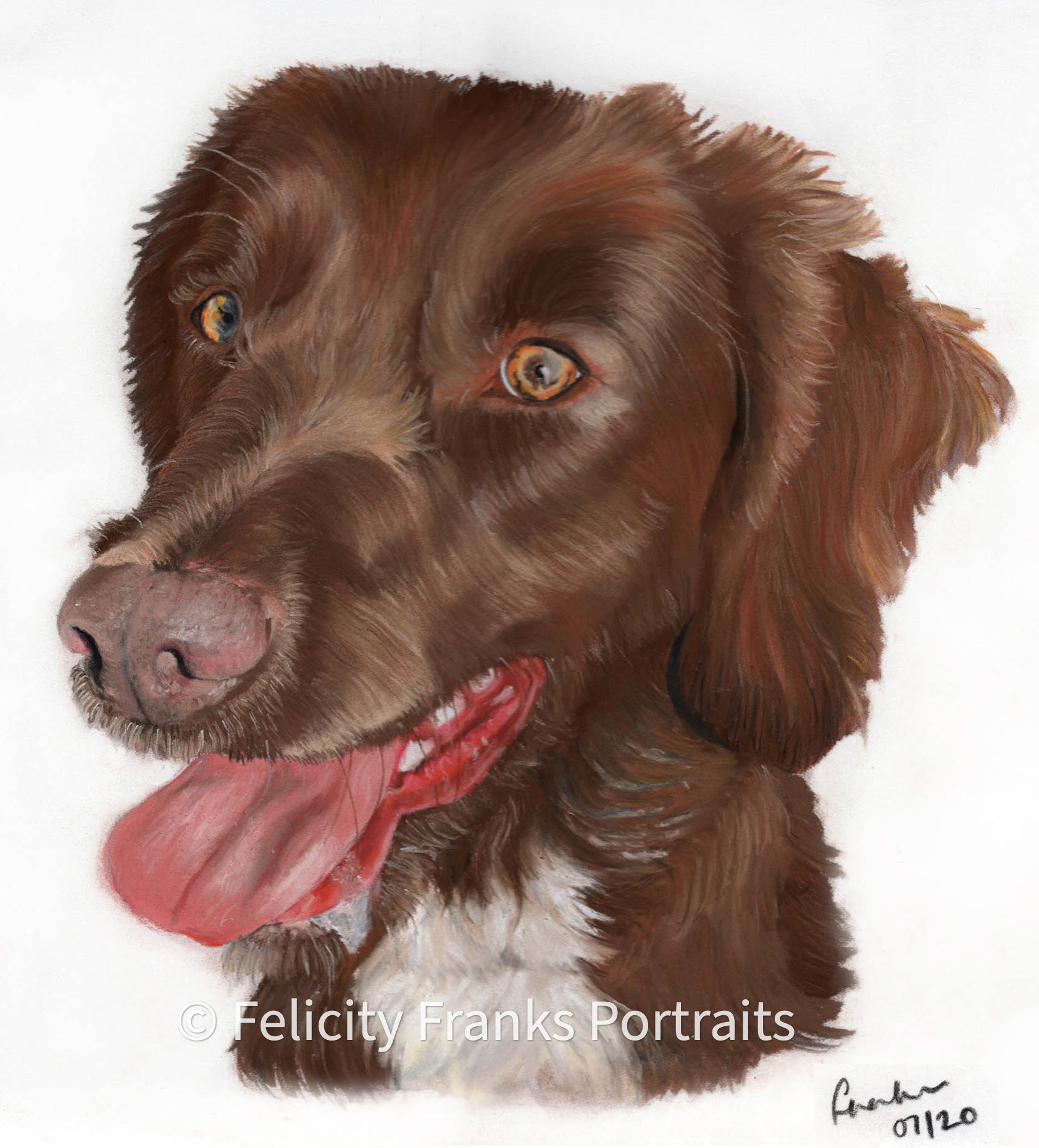 Bonnie - Spaniel - 40 x 30cm Portrait in Pastels