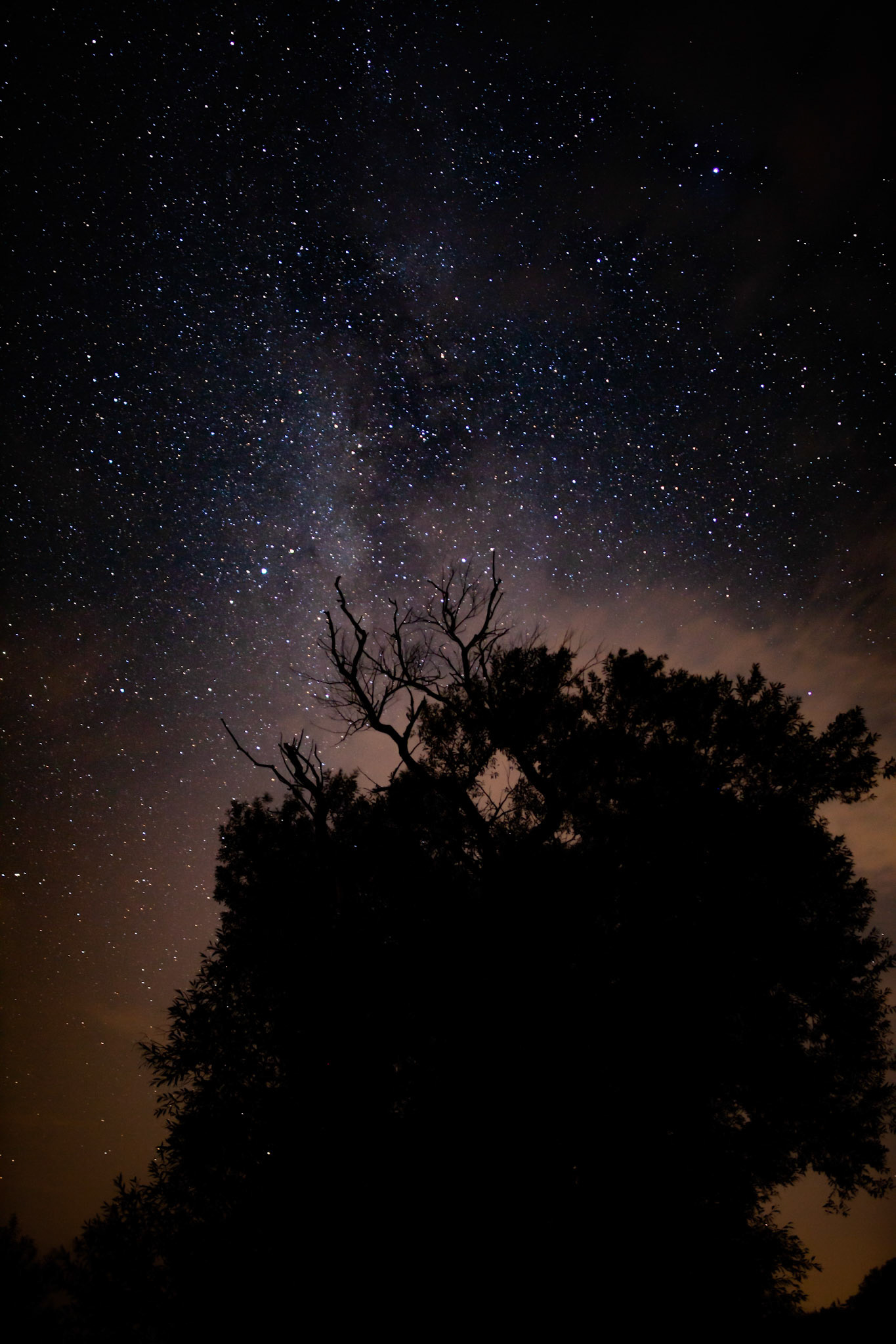 Spooky tree with stars