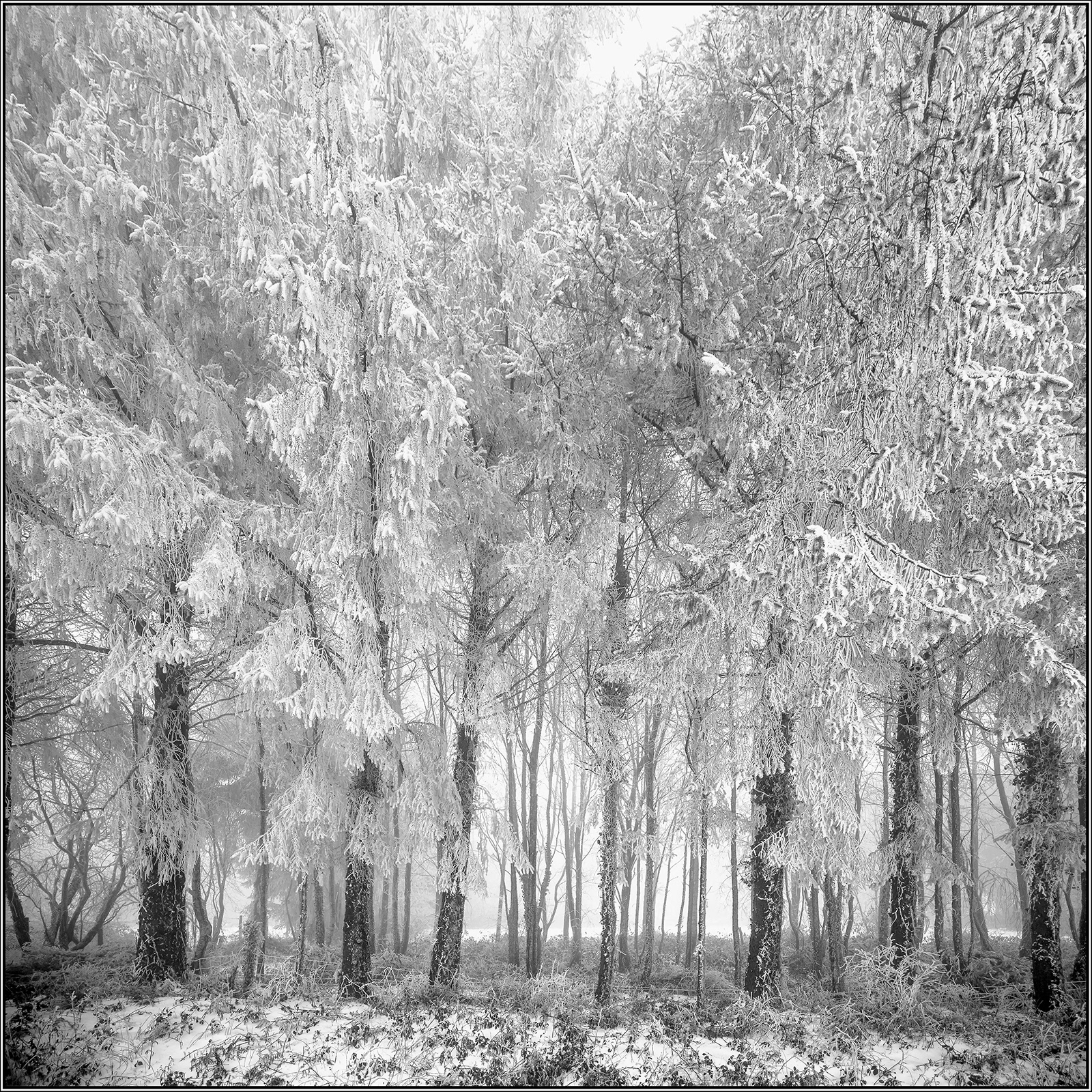 Bois de Querien