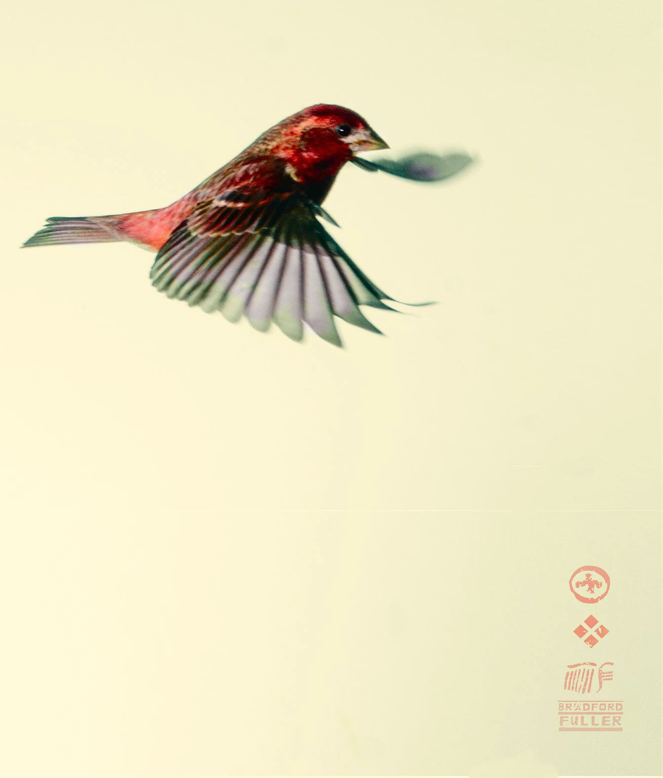 Bird Photography