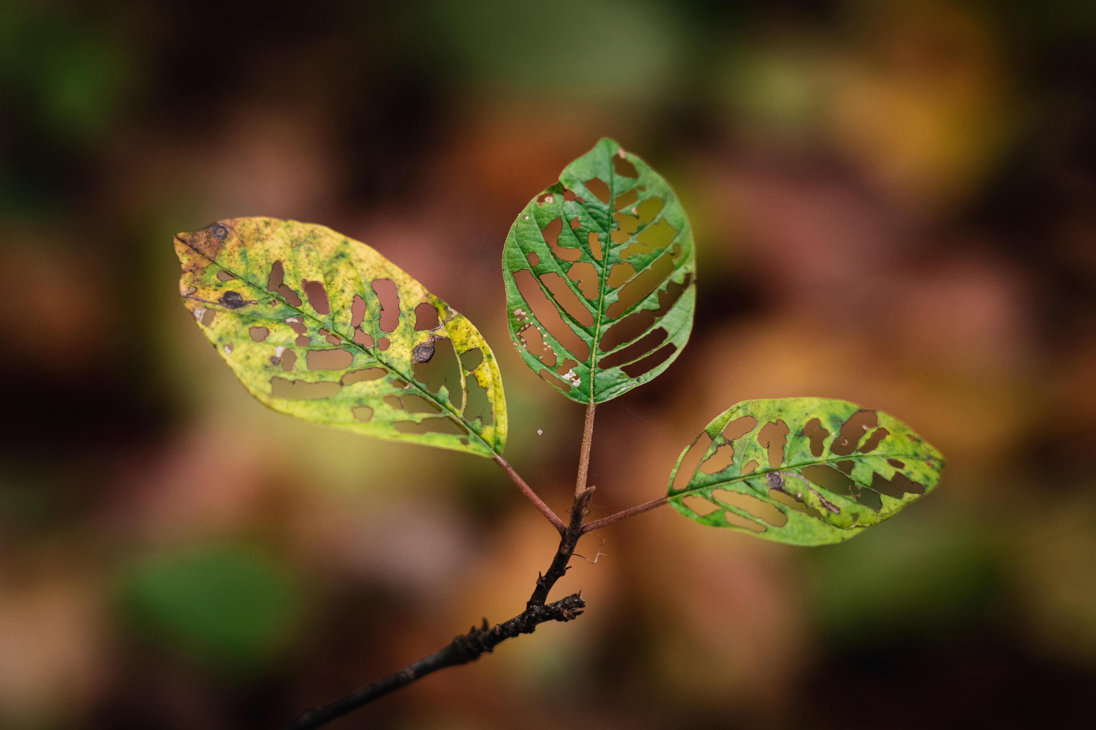 105 mm, ISO 1250, f/5, 1/500 Sek.