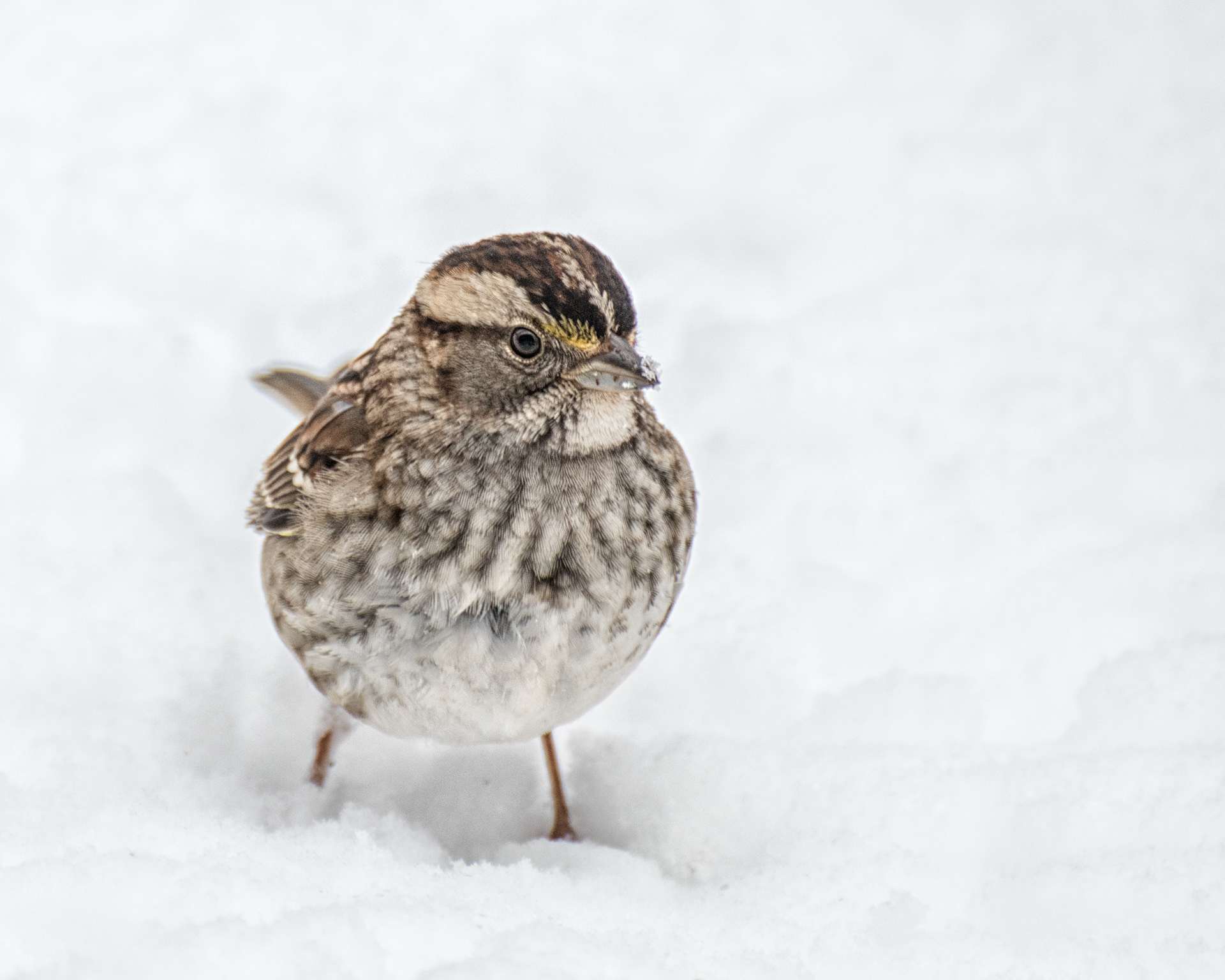 Photography by Elaine Johnston Schuch