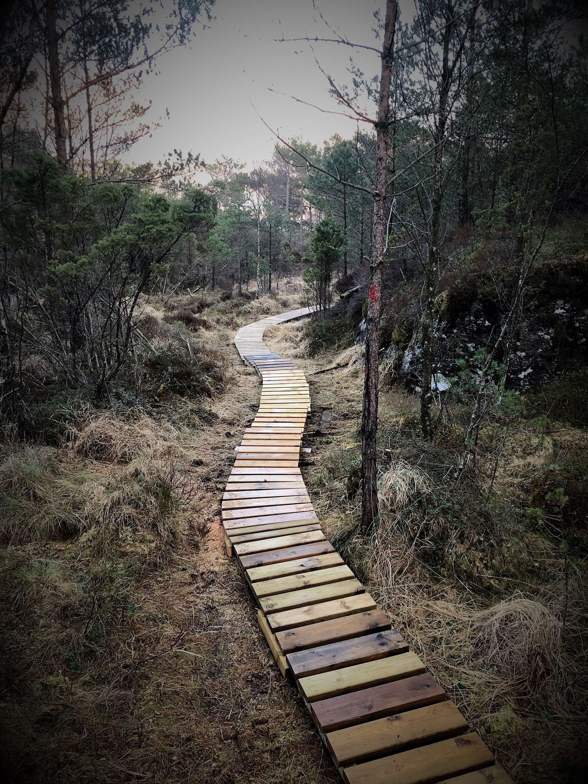 Og her har han komme eit stykke vidare sørover myrtrakket. Foto: Kjell Rune Asmervik.