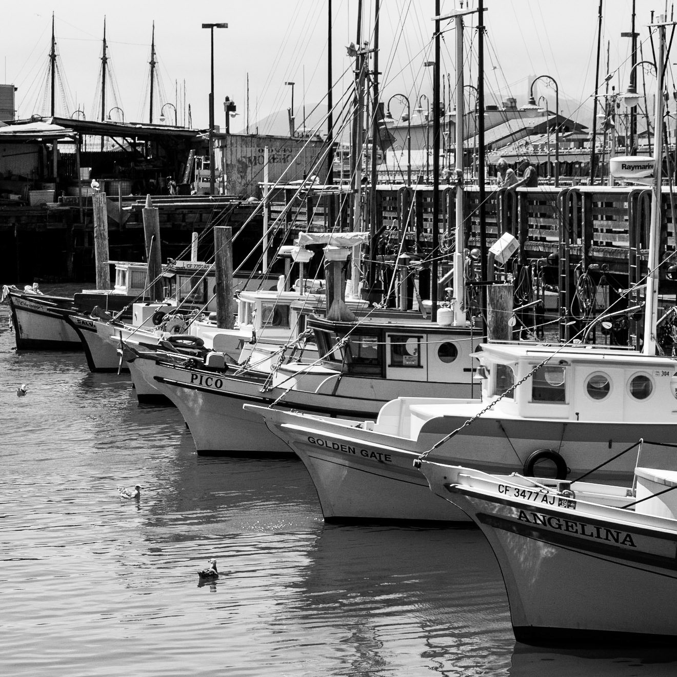 SAILBOATS AT PIER 39