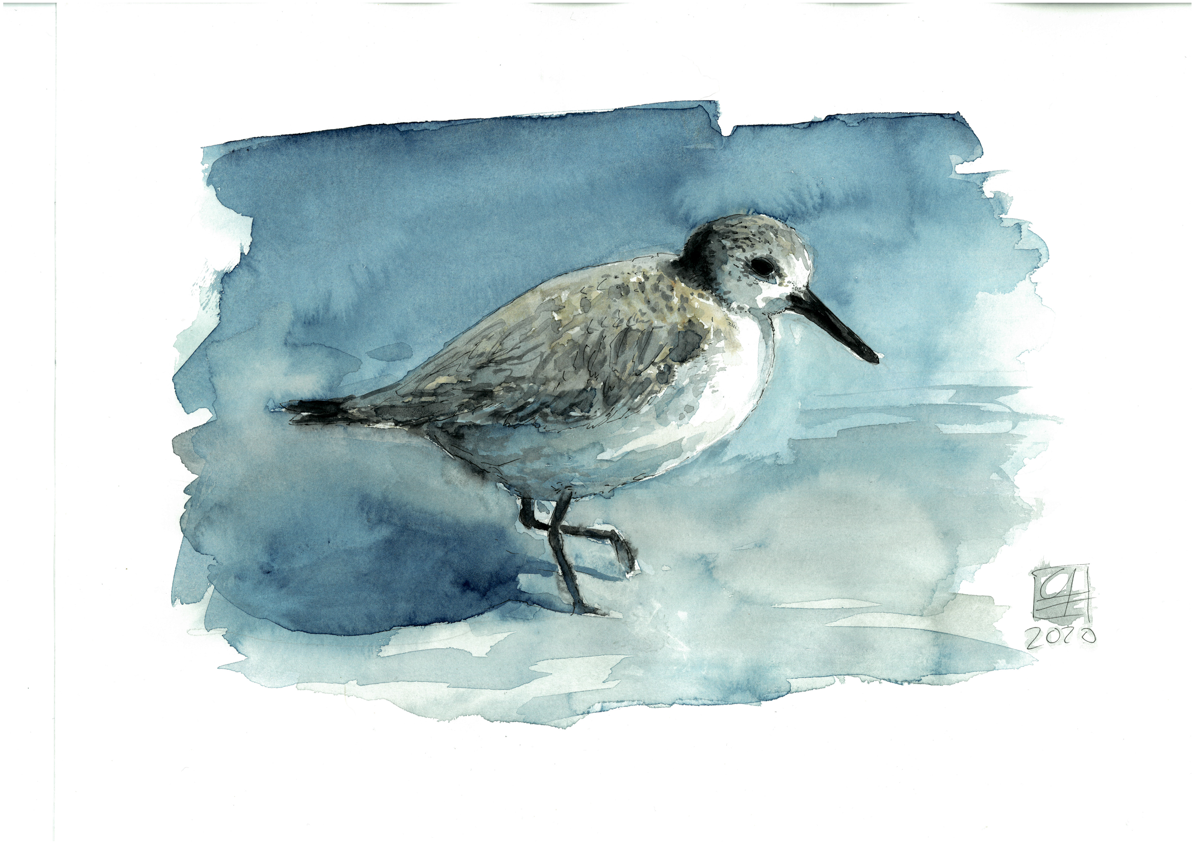 Sanderling (40x30) 120.-