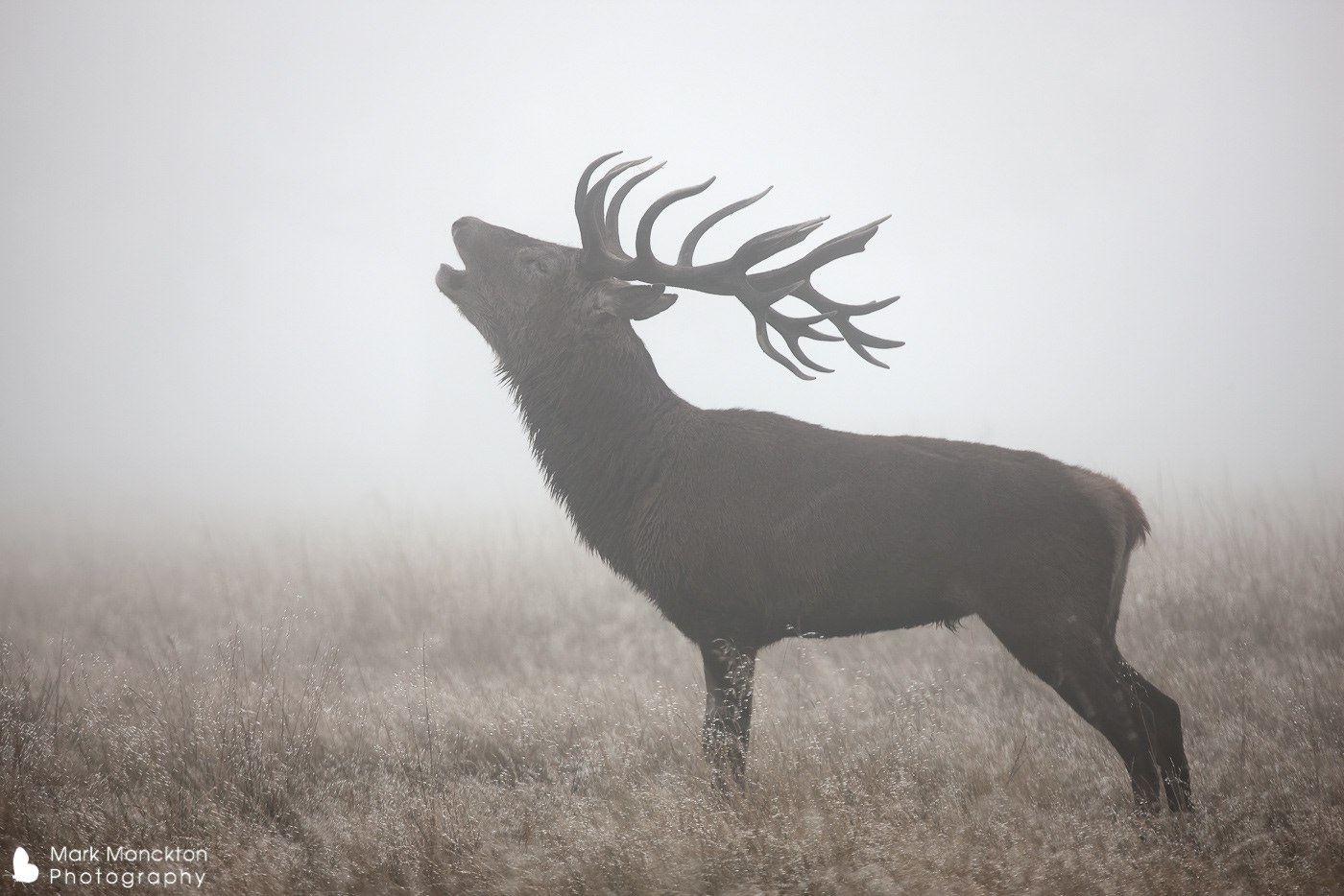 Red Deer Stag in the mist by Mark Monckton
