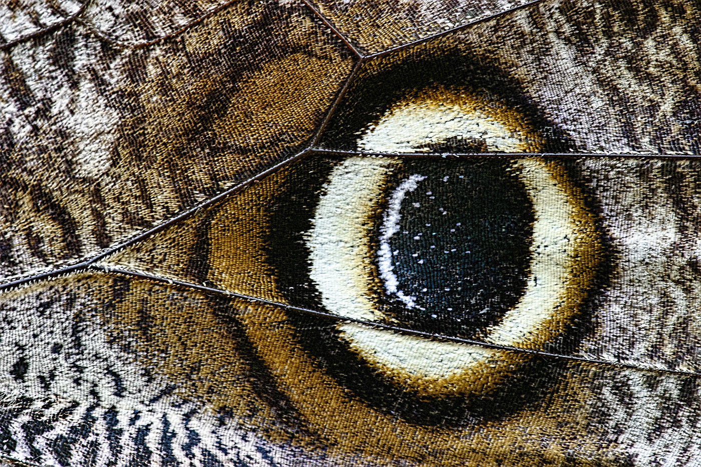 Owl Butterfly macro
