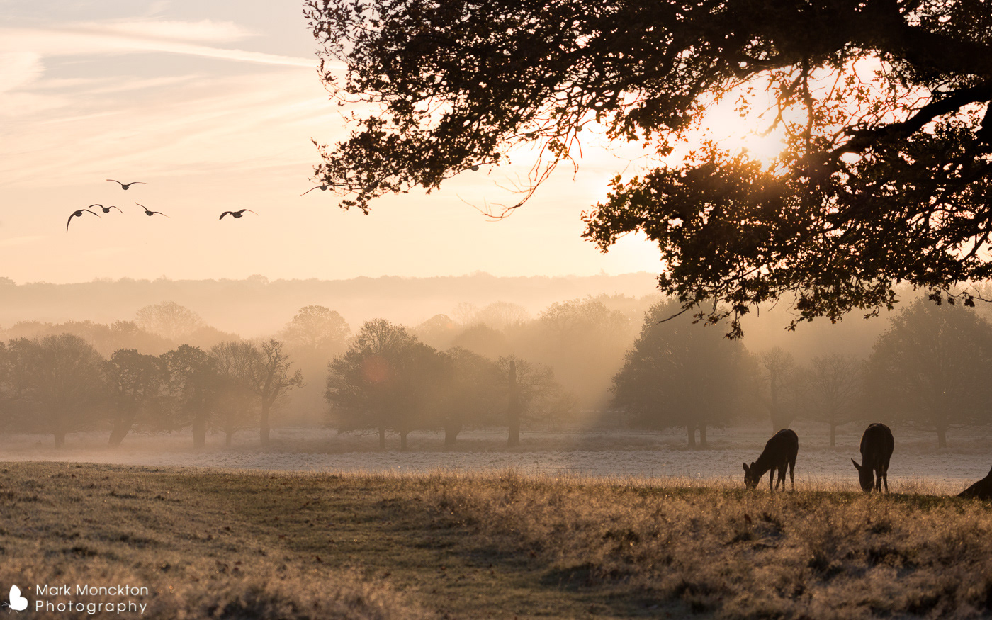 Red Deer at Dawn by Mark Monckton