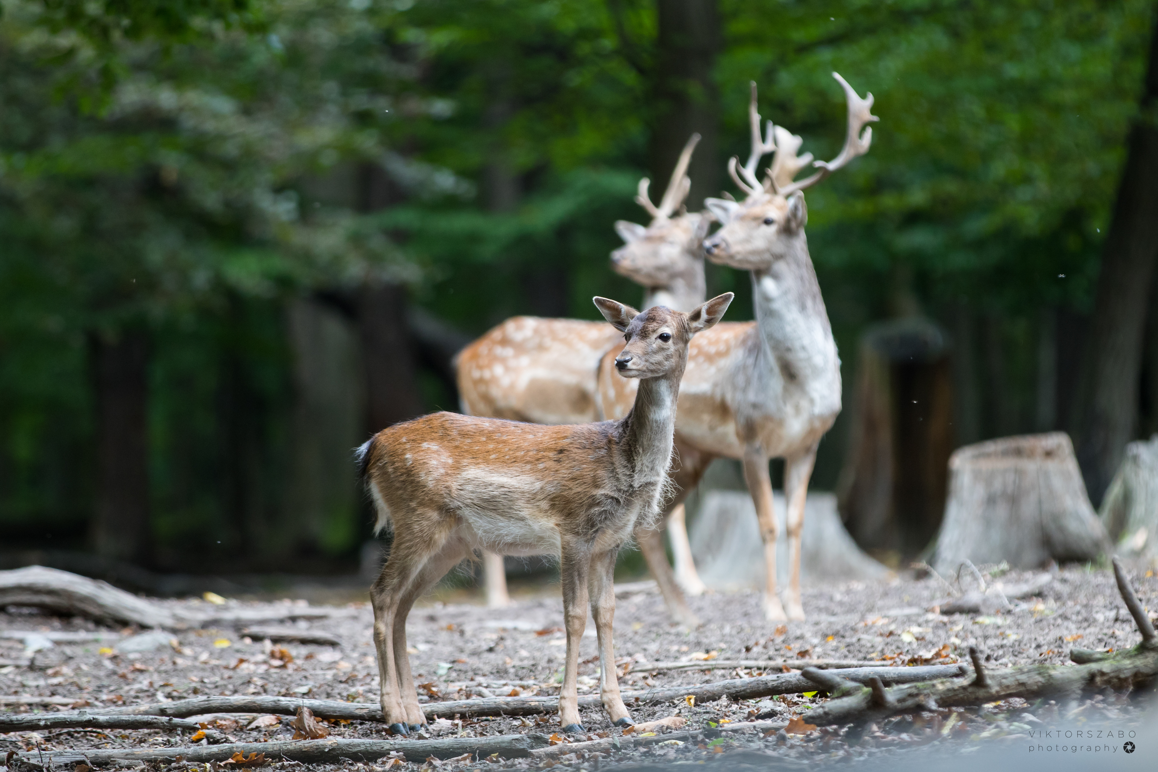 FALLOW DEER/DAMA DAMA, SLOVAKIA