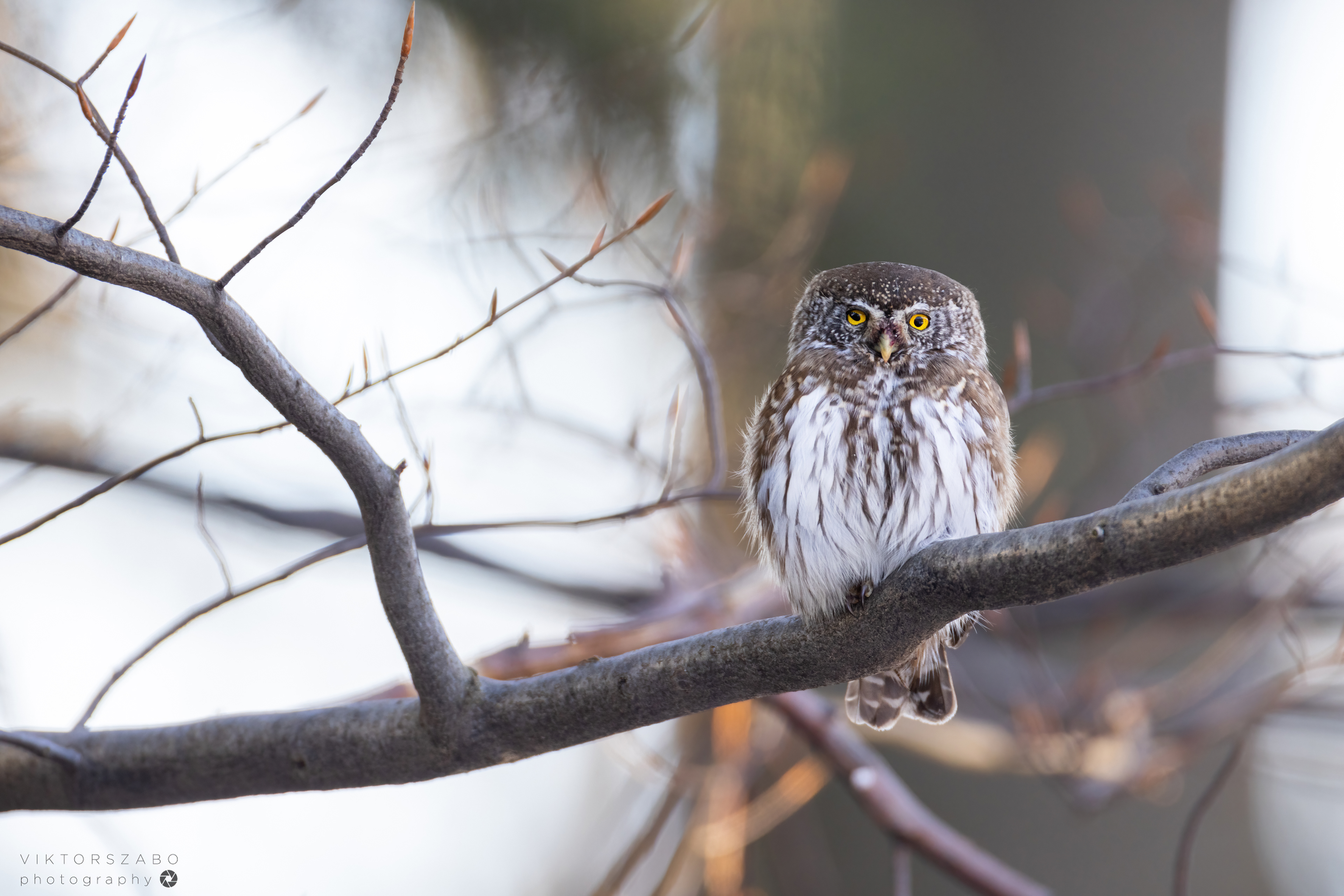 EURASIAN PYGMY OWL/GLAUCIDIUM PASSERINUM, SLOVAKIA
