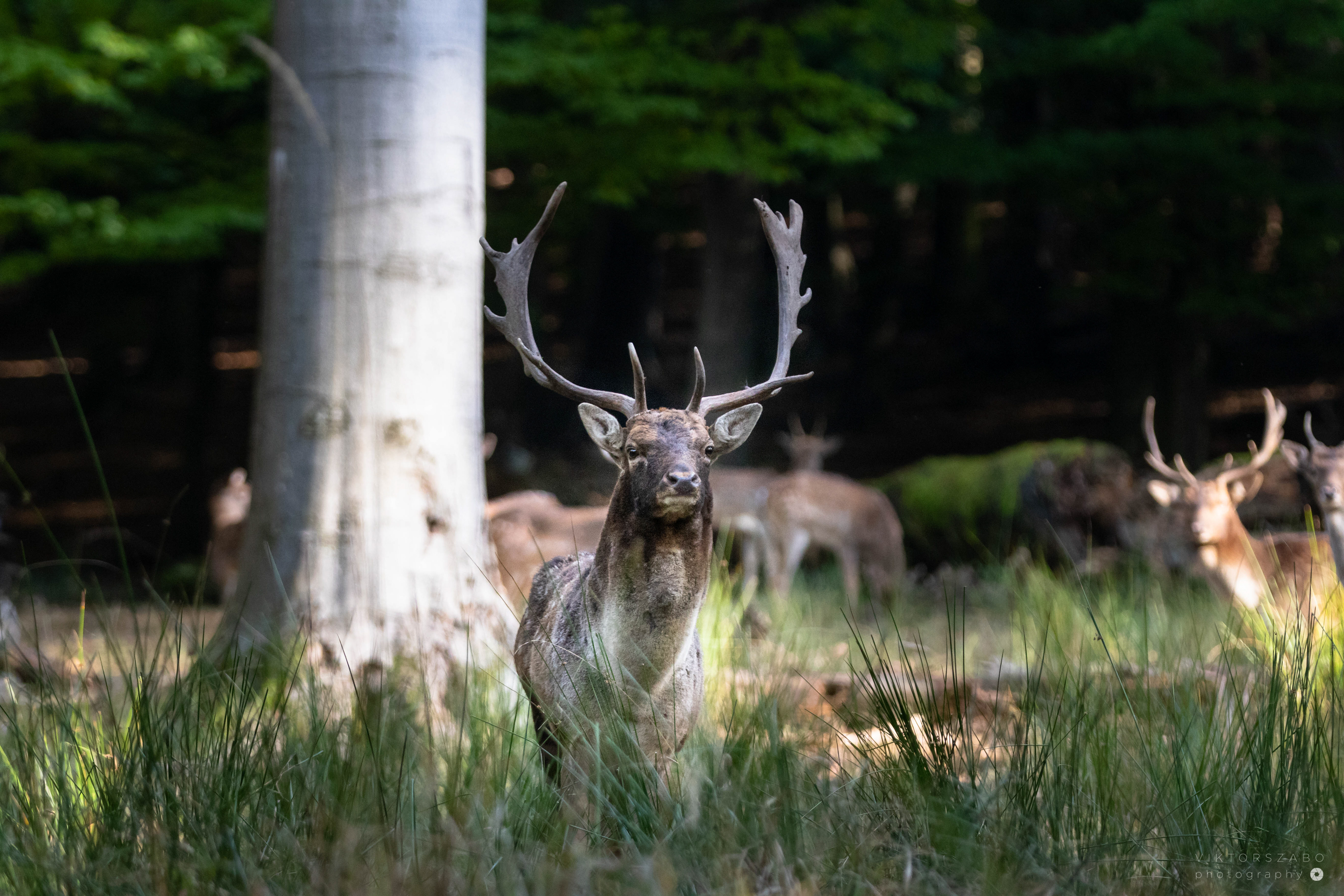 FALLOW DEER/DAMA DAMA, SLOVAKIA