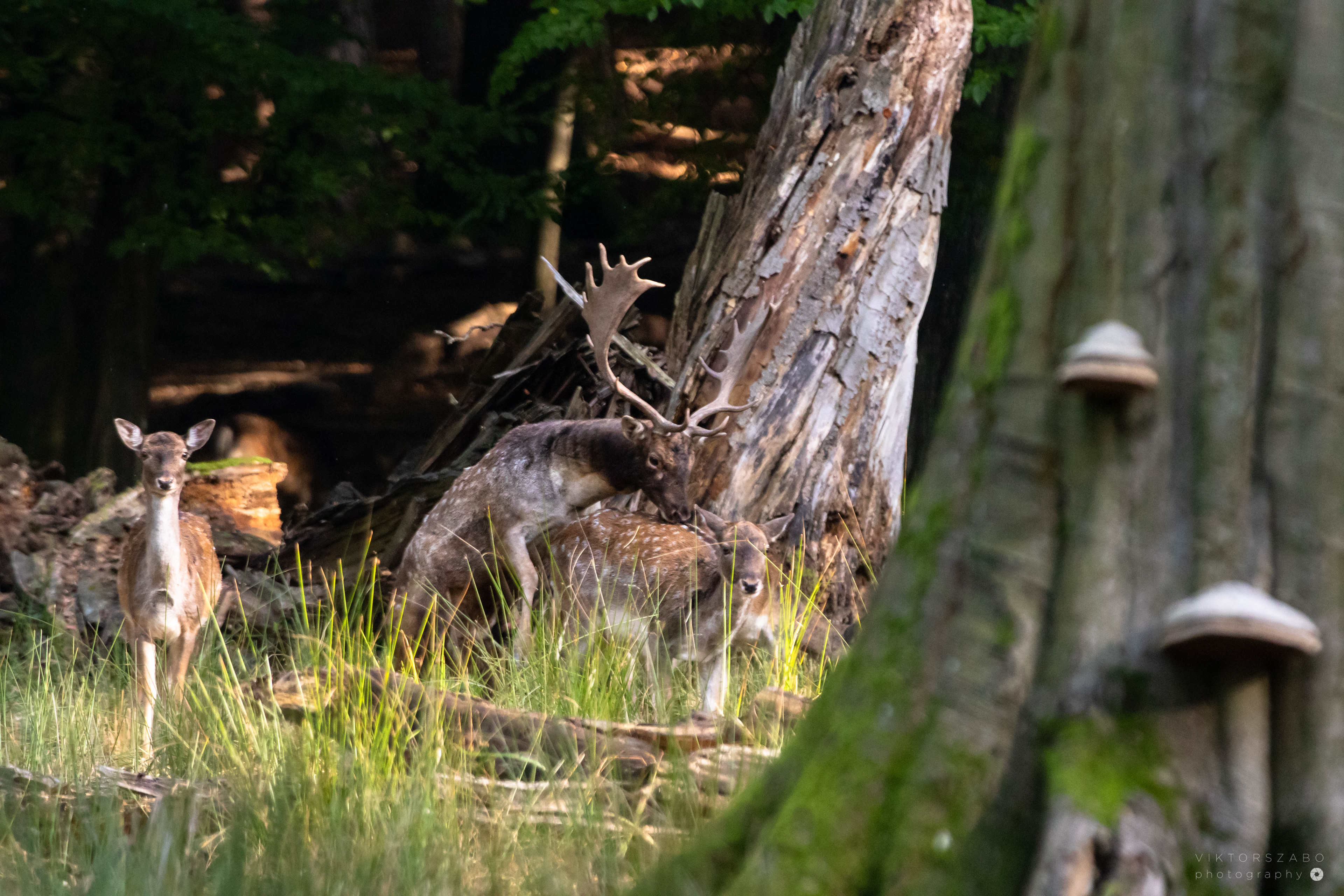 FALLOW DEER/DAMA DAMA, SLOVAKIA