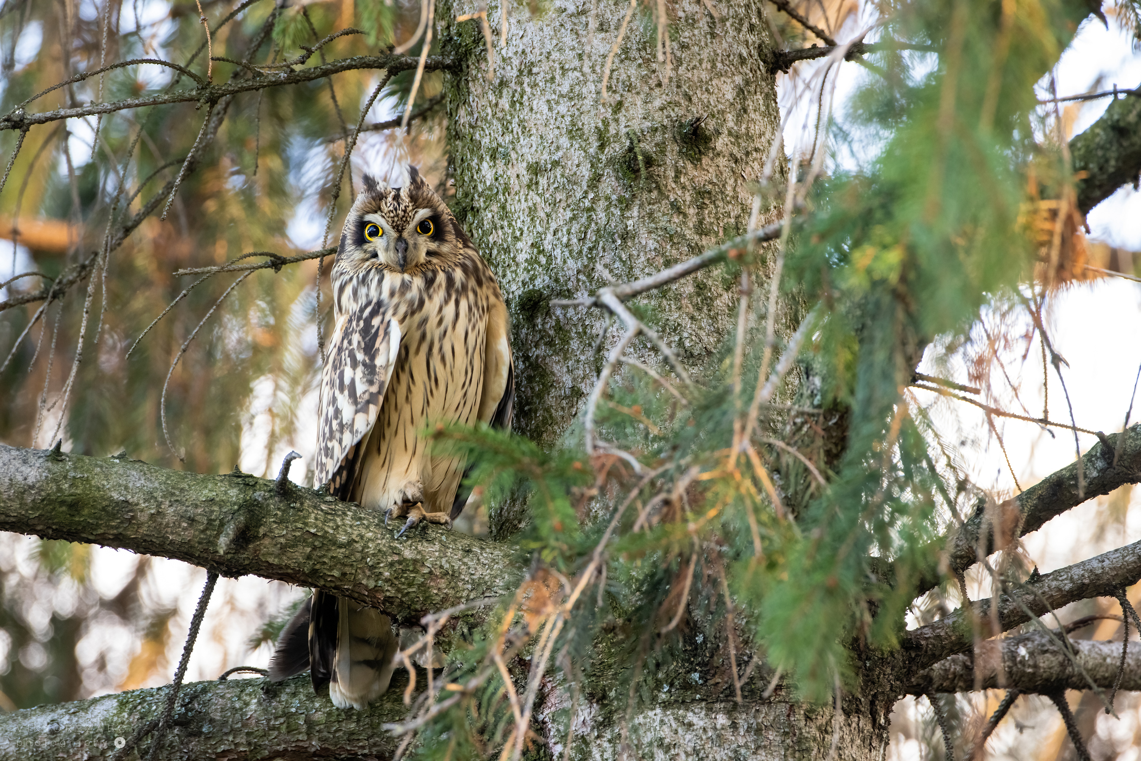 SHORT-EARED OWL/ASIO FLAMMEUS, SLOVAKIA