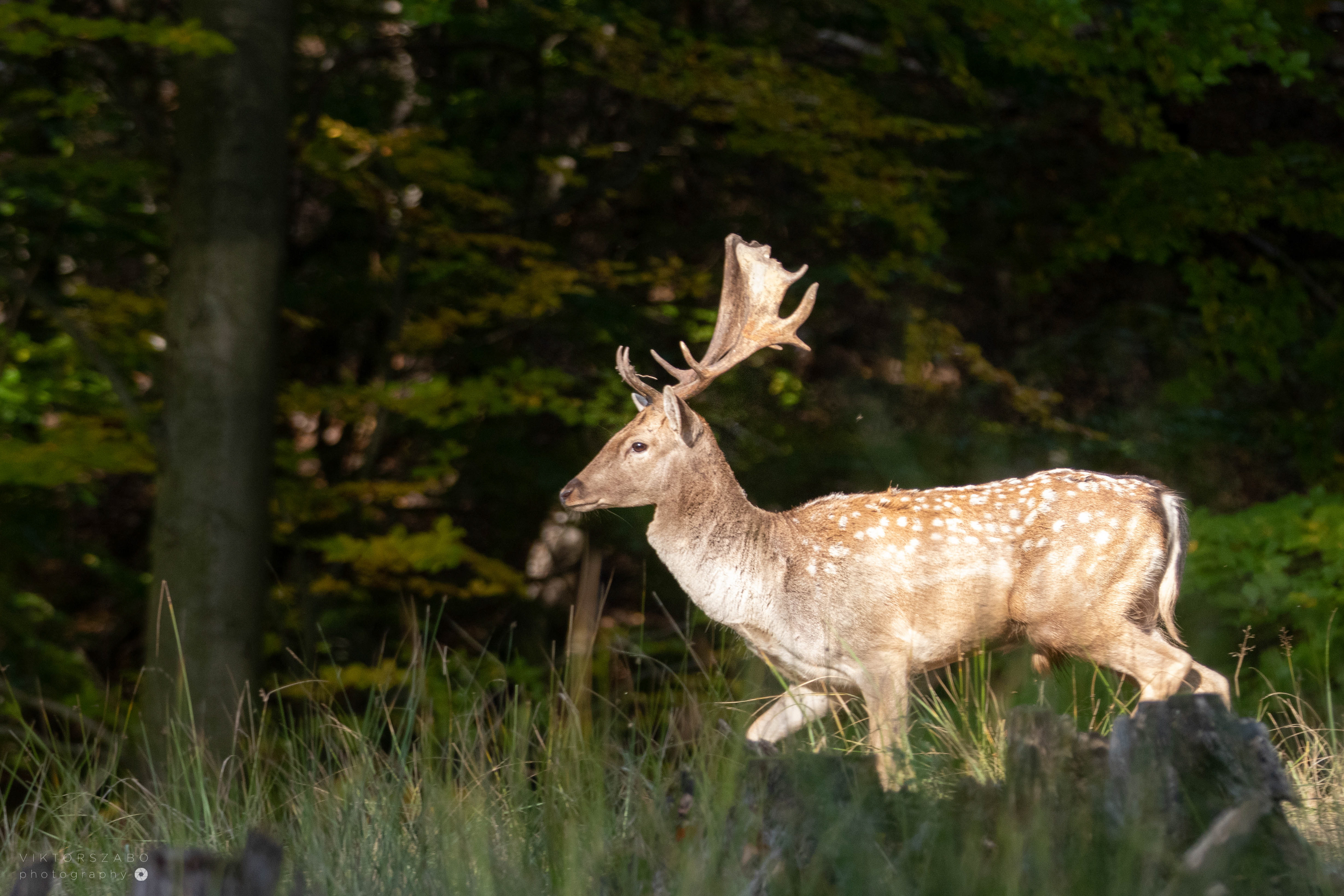 FALLOW DEER/DAMA DAMA, SLOVAKIA