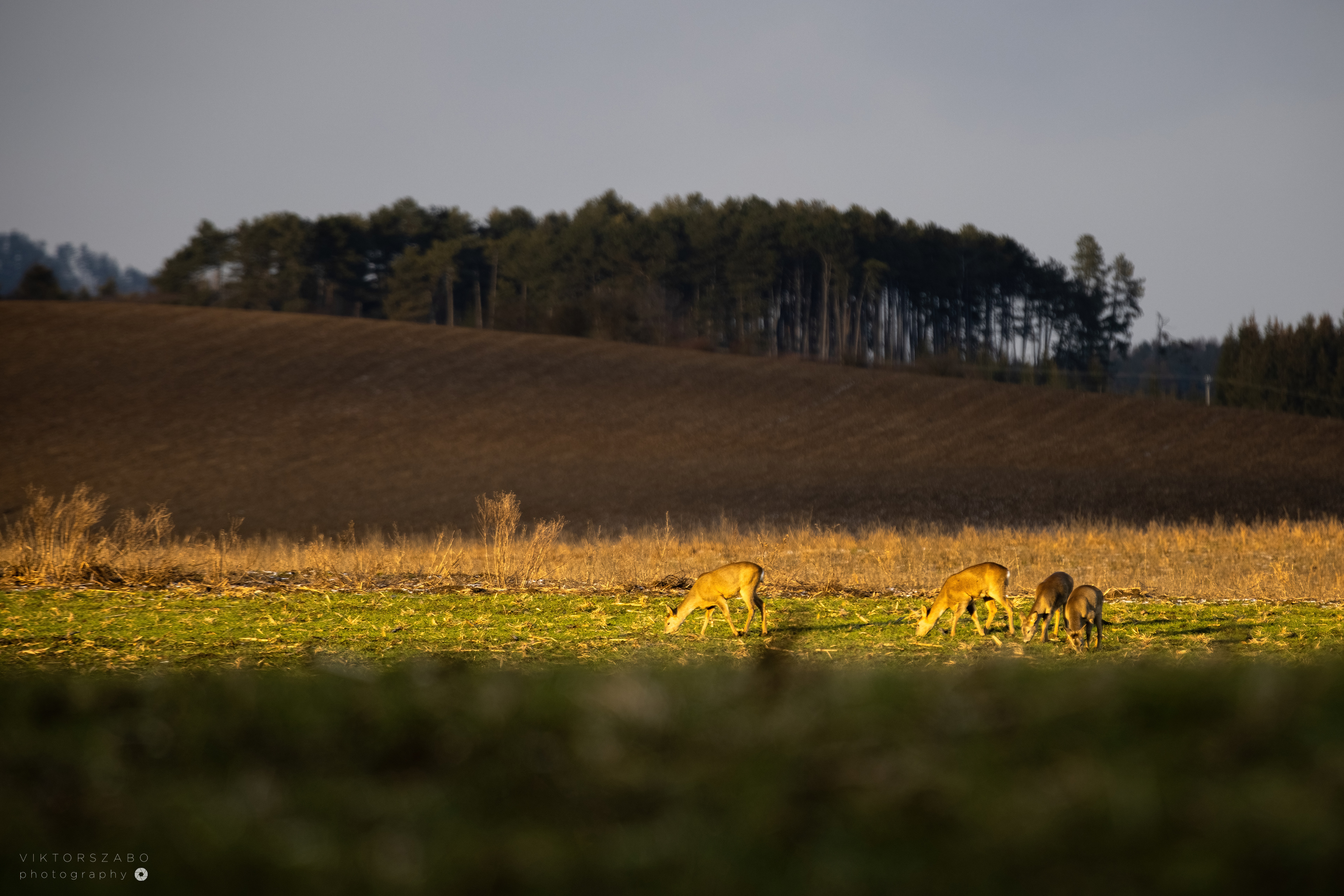 ROE DEER/CAPREOLUS CAPREOLUS, SLOVAKIA